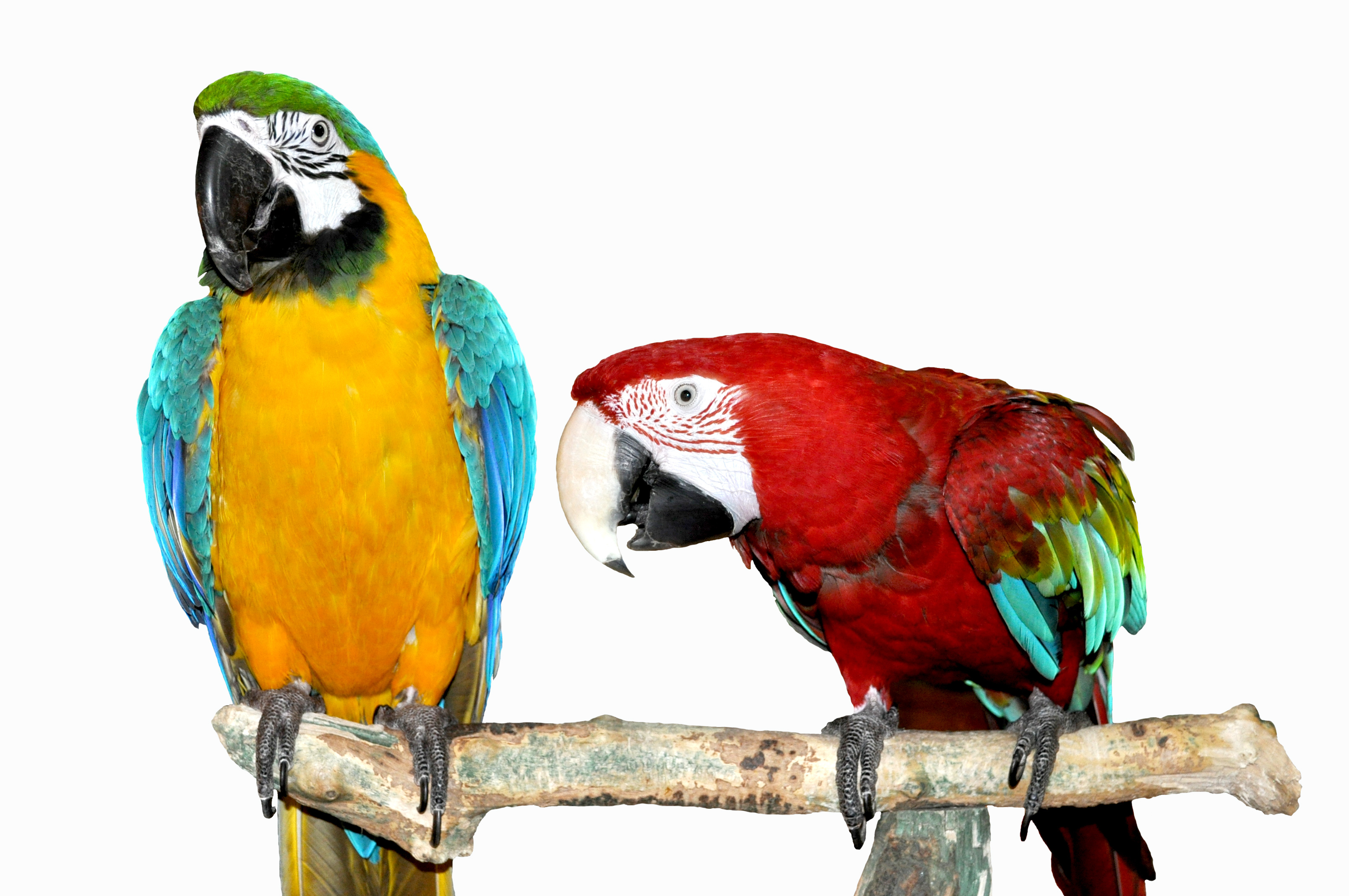 Download mobile wallpaper Macaw, Blue And Yellow Macaw, Red And Green Macaw, Birds, Animal for free.
