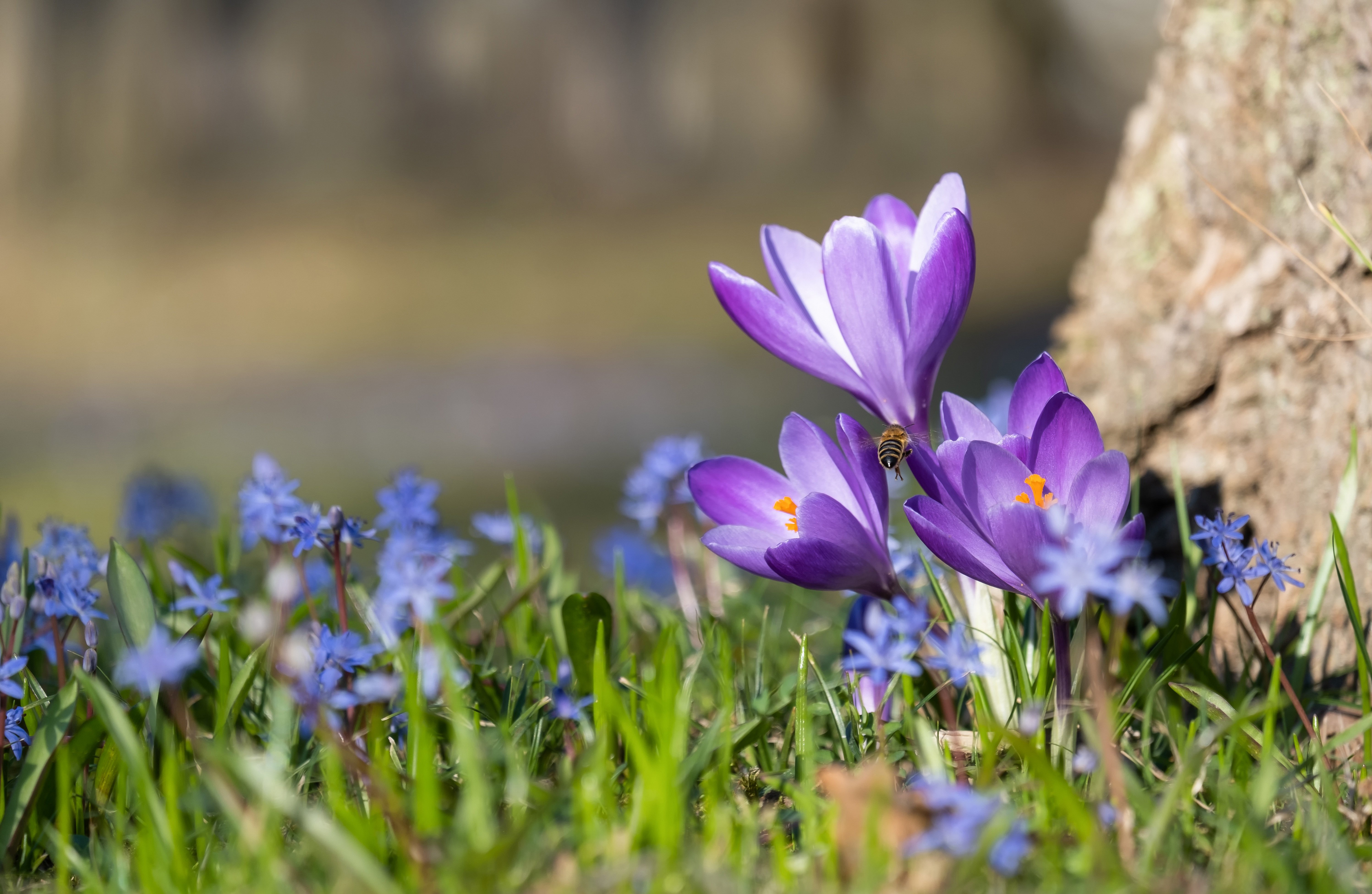 Free download wallpaper Nature, Flowers, Flower, Earth, Bee, Spring, Crocus, Purple Flower on your PC desktop