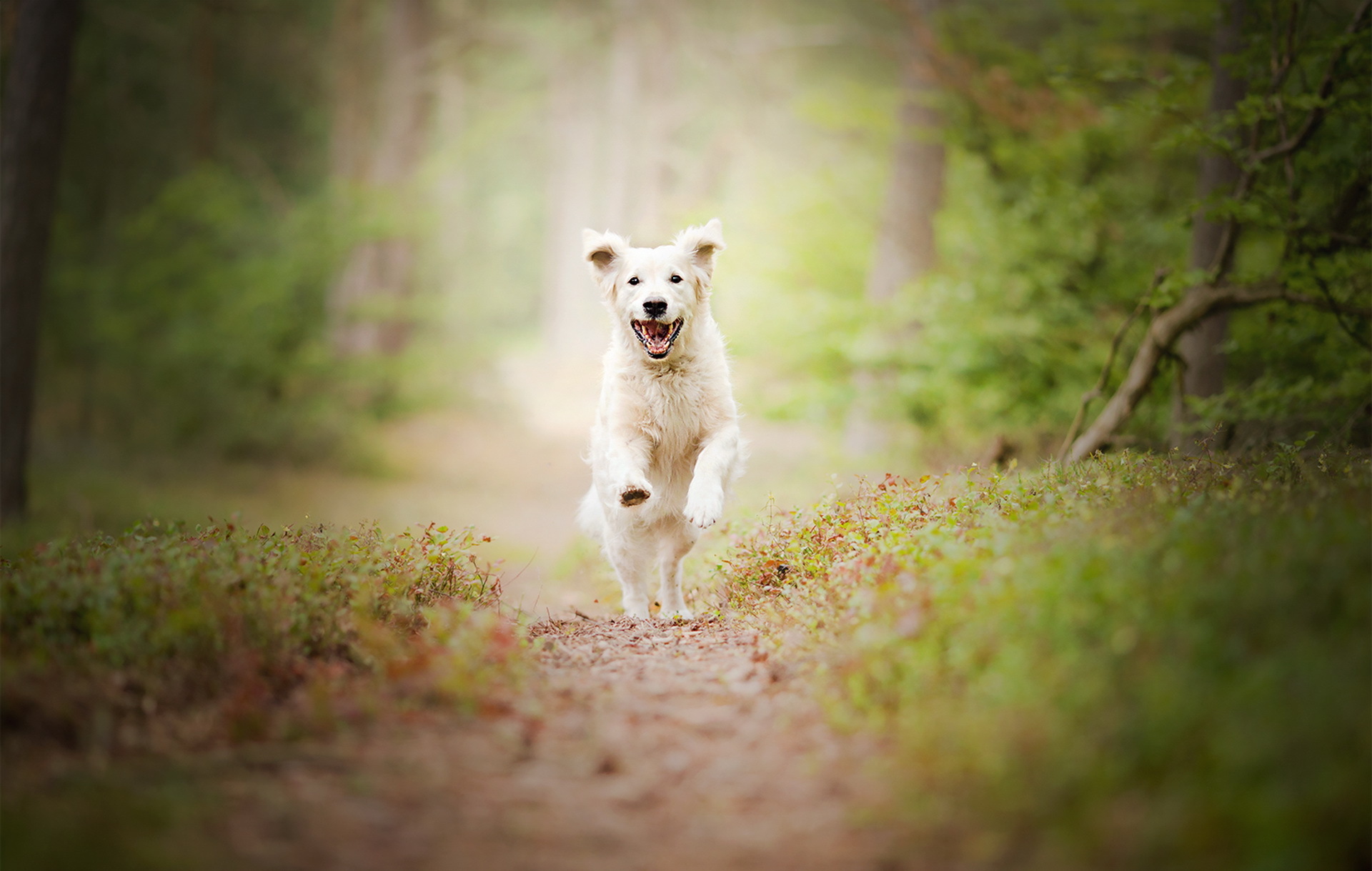 Free download wallpaper Dogs, Dog, Animal, Golden Retriever, Running, Depth Of Field on your PC desktop