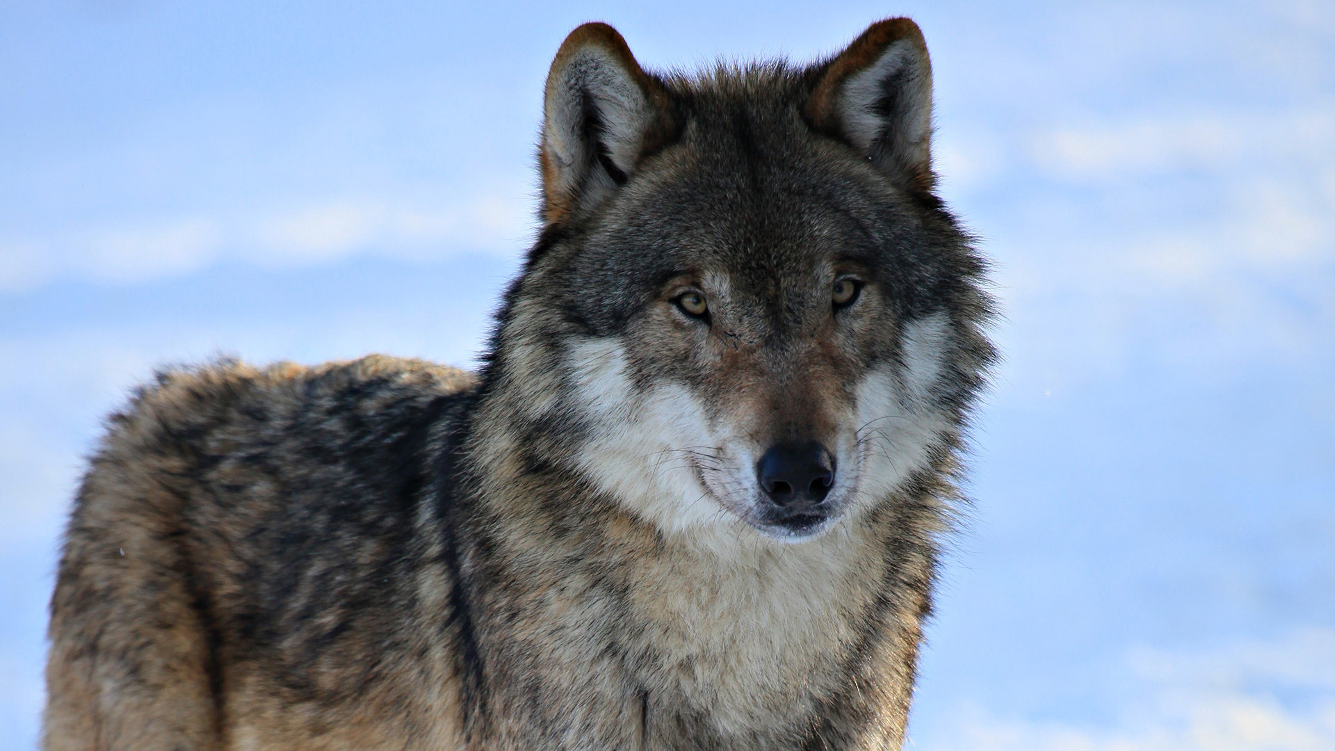 45482 Bild herunterladen wölfe, tiere - Hintergrundbilder und Bildschirmschoner kostenlos