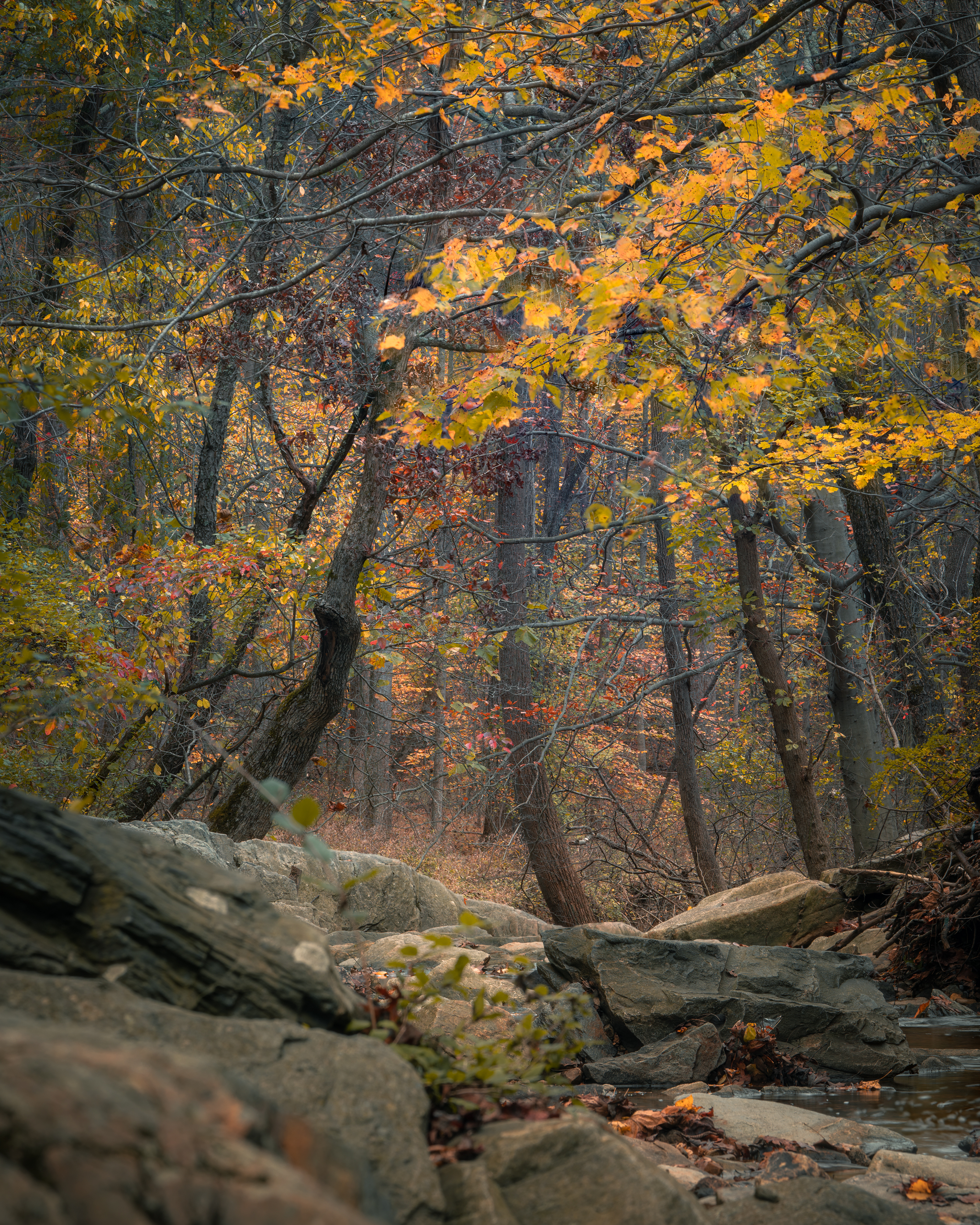 Скачать картинку Скалы, Деревья, Лес, Природа, Осень в телефон бесплатно.