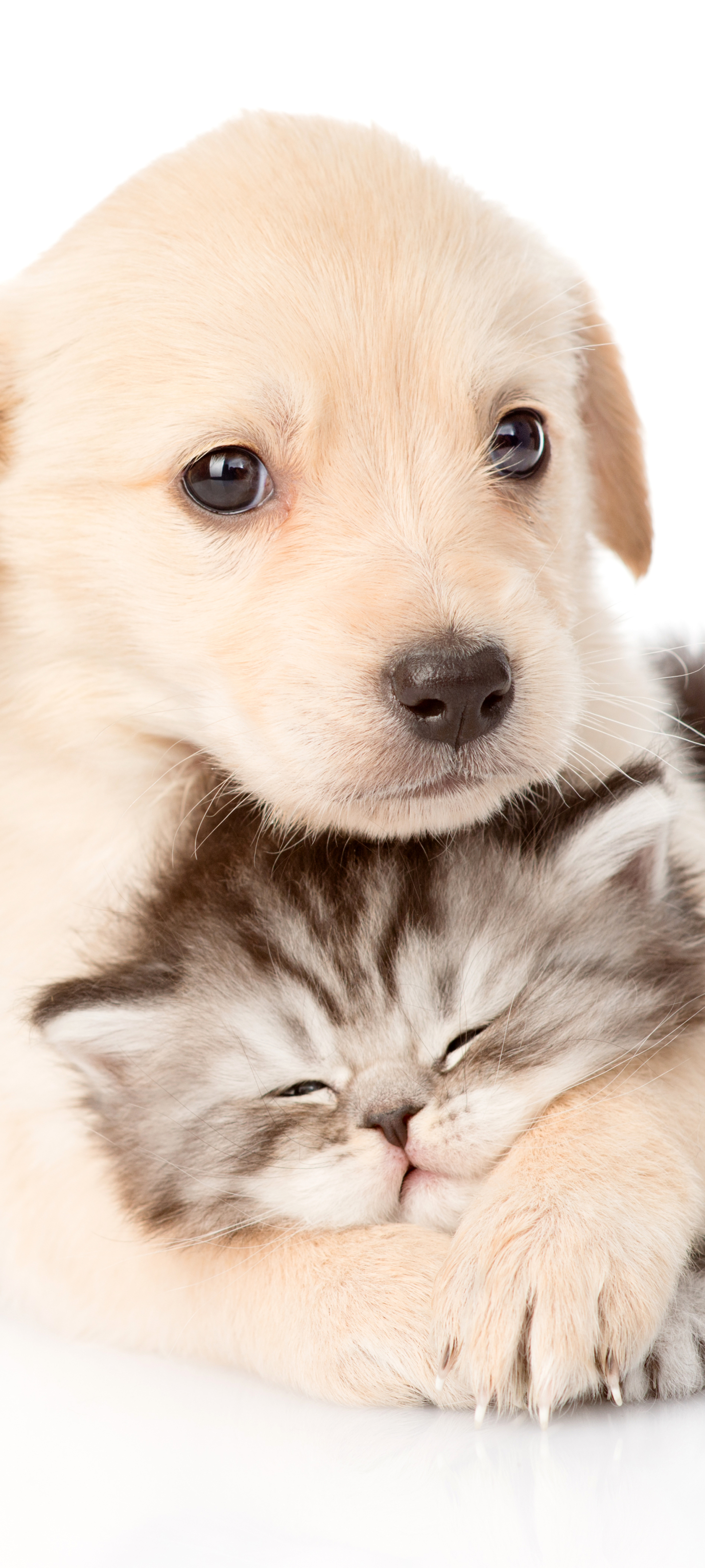 Baixar papel de parede para celular de Animais, Gato, Gatinho, Cão, Cachorro, Animal Bebê, Filhote, Gato & Cão gratuito.