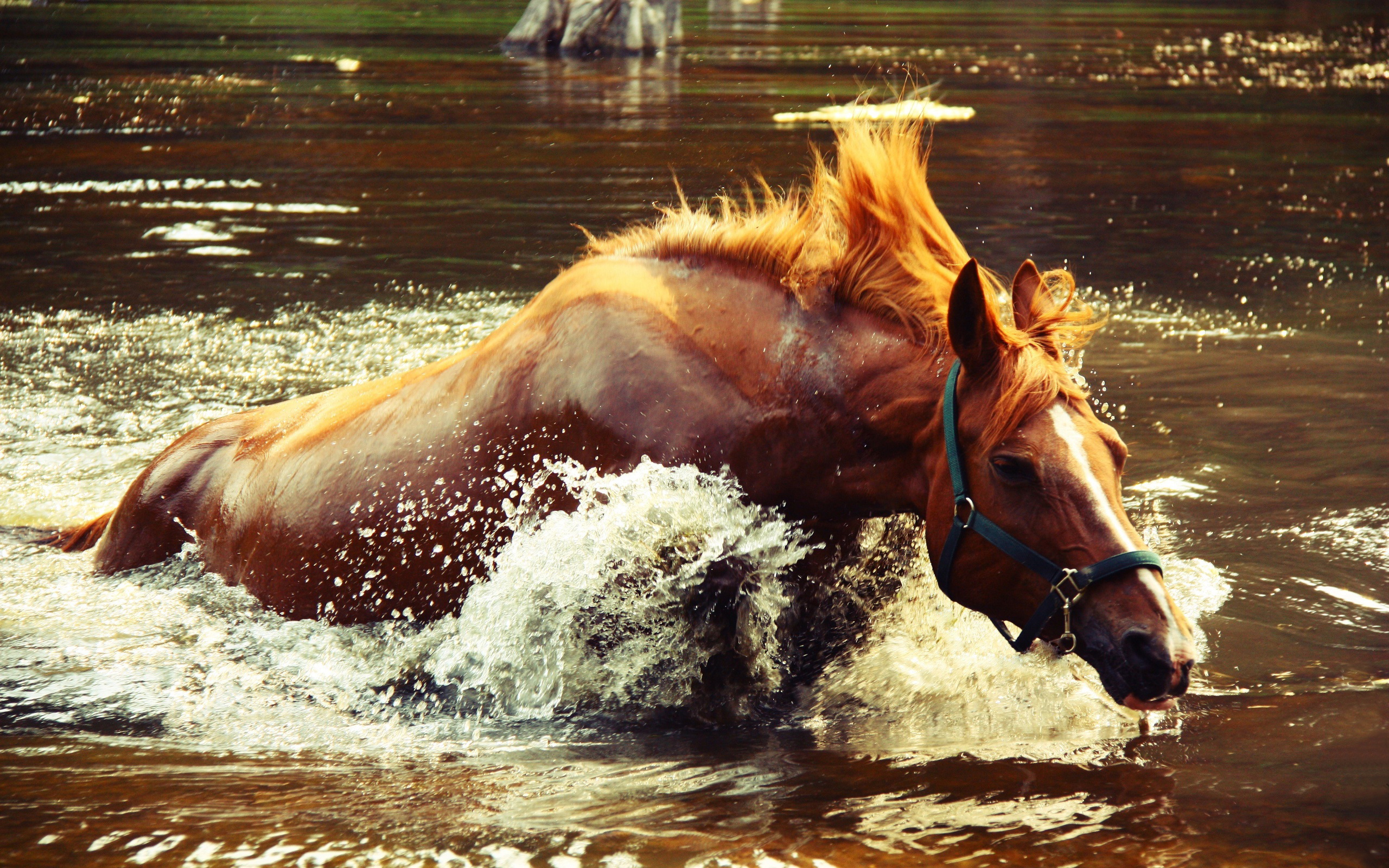 Handy-Wallpaper Tiere, Hauspferd kostenlos herunterladen.