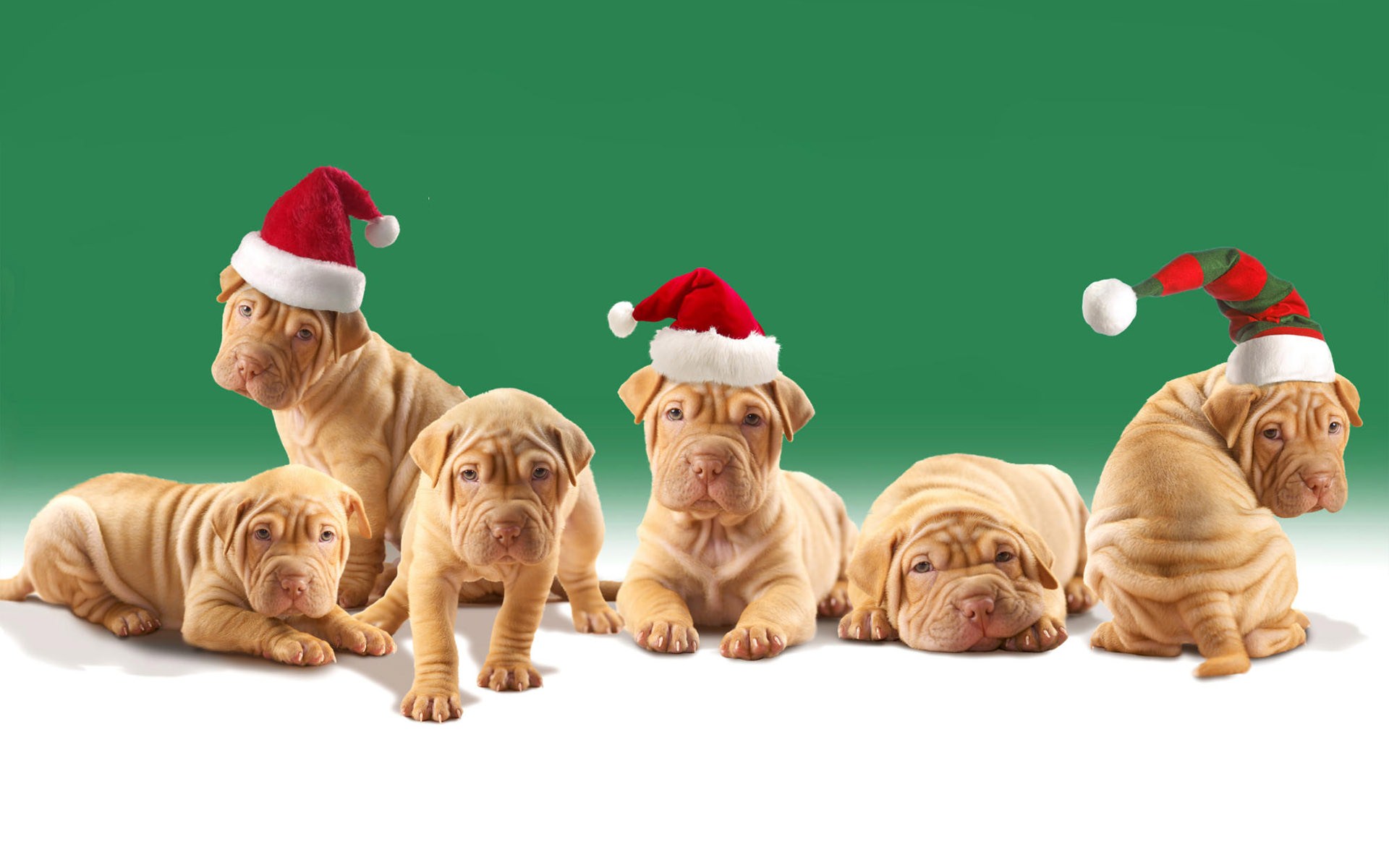 Handy-Wallpaper Welpen, Hunde, Weihnachten, Hund, Tiere, Süß kostenlos herunterladen.