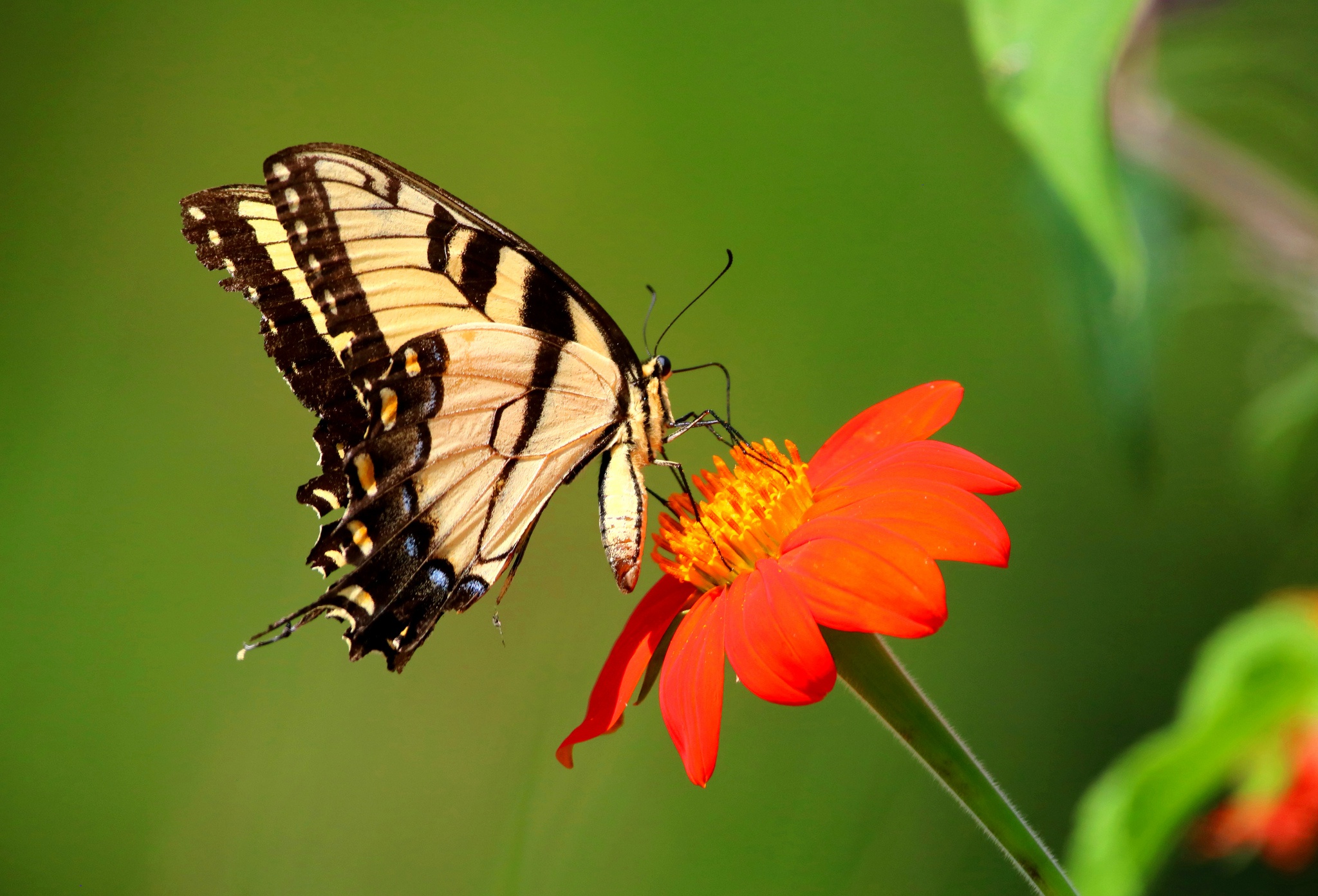 Download mobile wallpaper Flower, Macro, Insect, Butterfly, Animal, Red Flower for free.