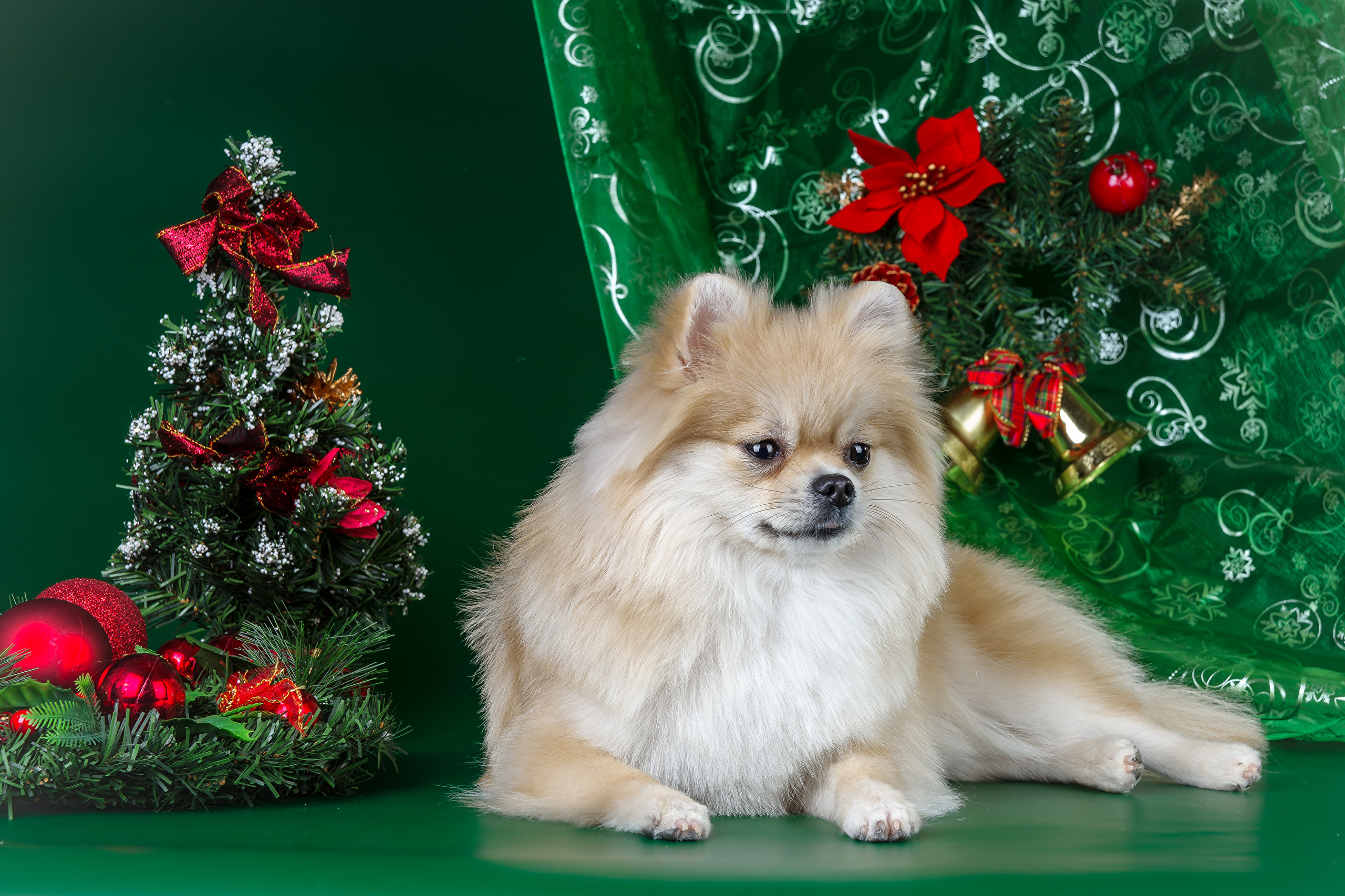 無料モバイル壁紙動物, クリスマス, 犬, クリスマスツリー, ポメラニアンをダウンロードします。