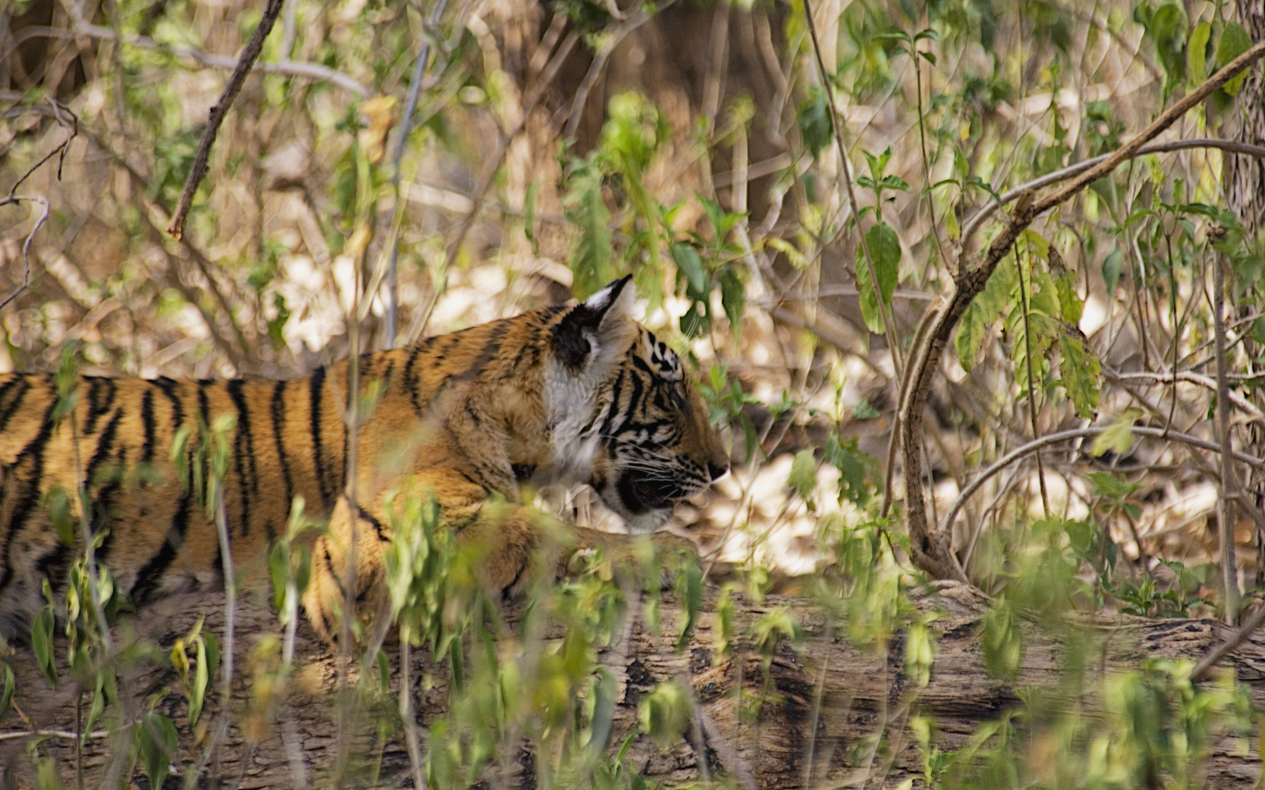 Descarga gratis la imagen Gatos, Animales, Tigre en el escritorio de tu PC