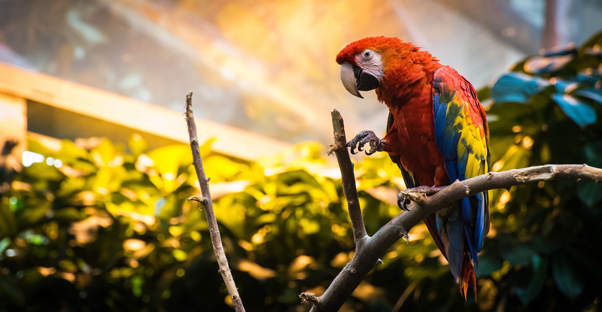 Download mobile wallpaper Birds, Bird, Animal, Parrot, Scarlet Macaw for free.