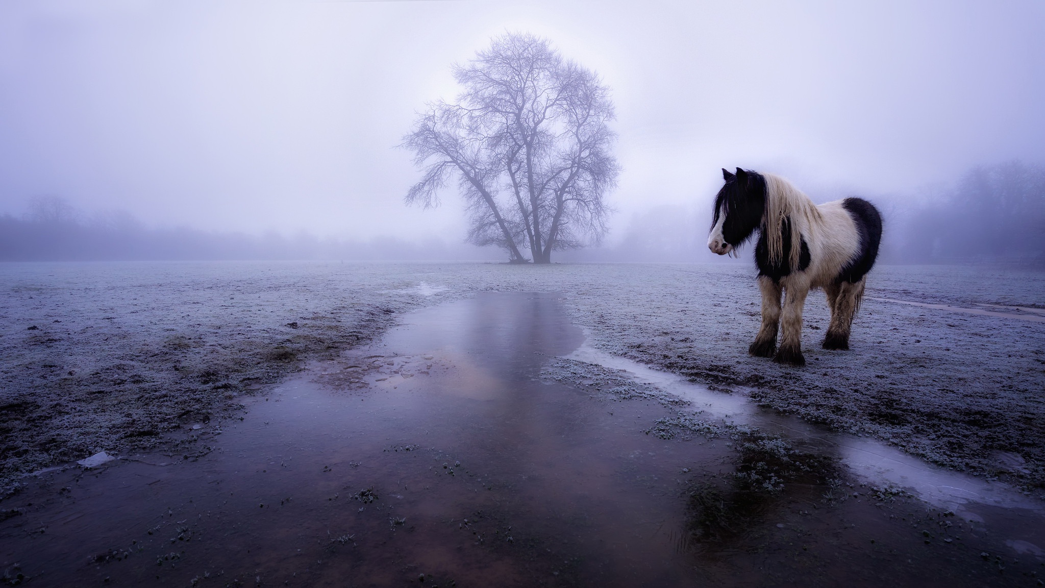 Free download wallpaper Winter, Fog, Animal, Horse on your PC desktop