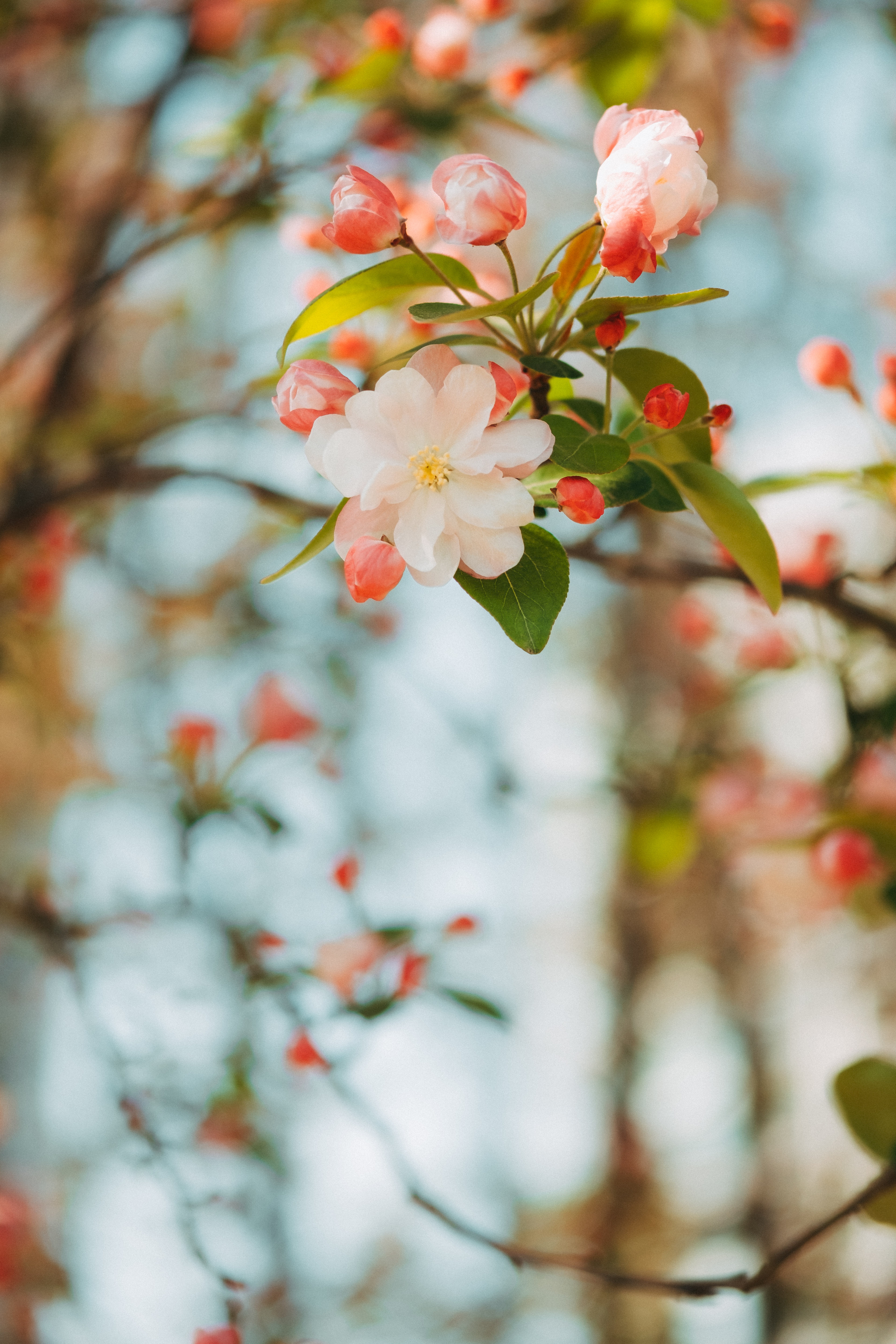 52439 descargar fondo de pantalla tierno, flor, flores, rosa, rama, rosado, primavera, árbol de manzana, manzano, floraciones: protectores de pantalla e imágenes gratis