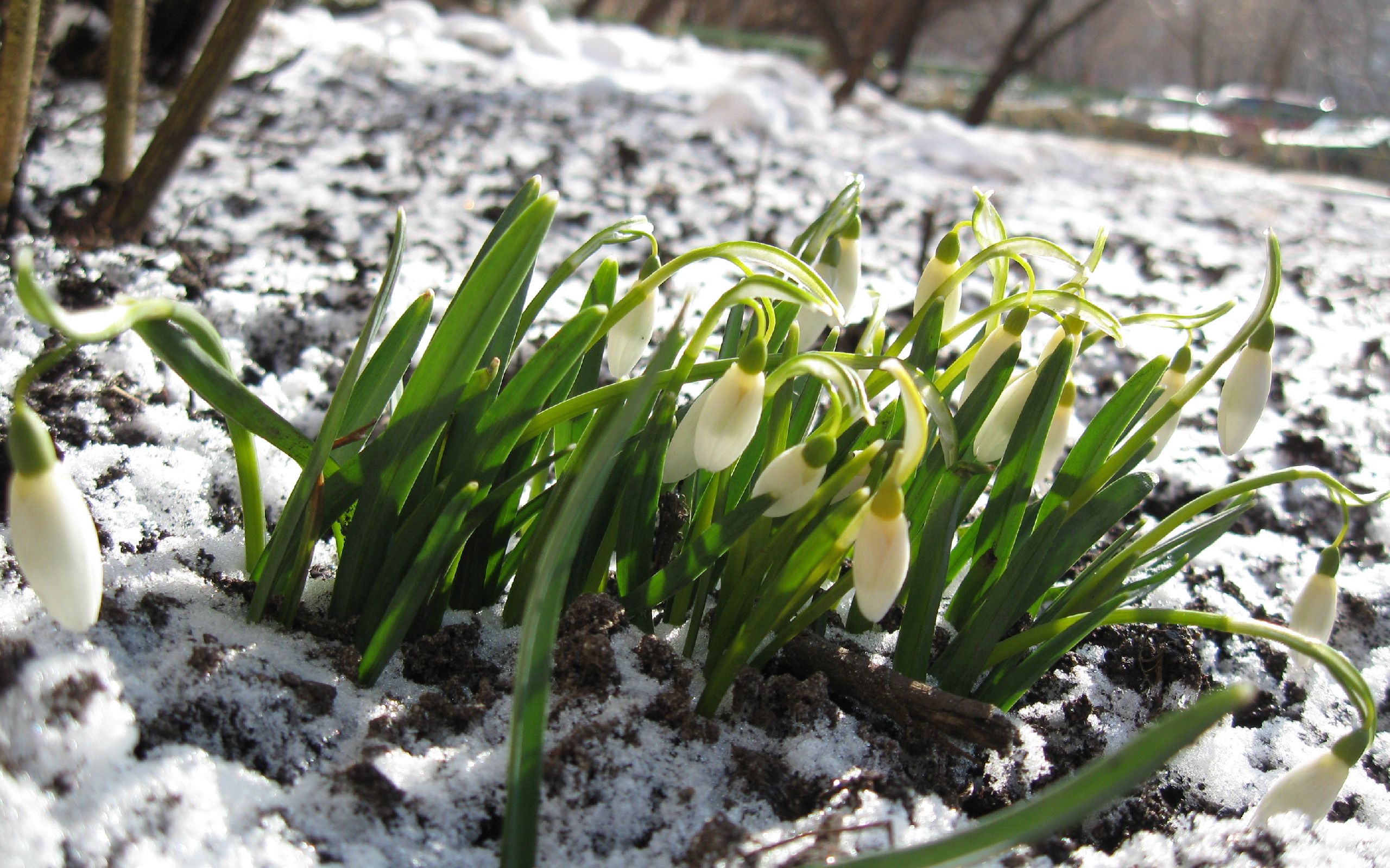 Download mobile wallpaper Winter, Snow, Snowdrops, Nature, Flowers for free.