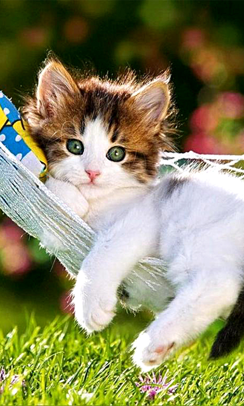 Handy-Wallpaper Tiere, Katzen, Katze, Kätzchen, Süß, Gras, Hängematte kostenlos herunterladen.