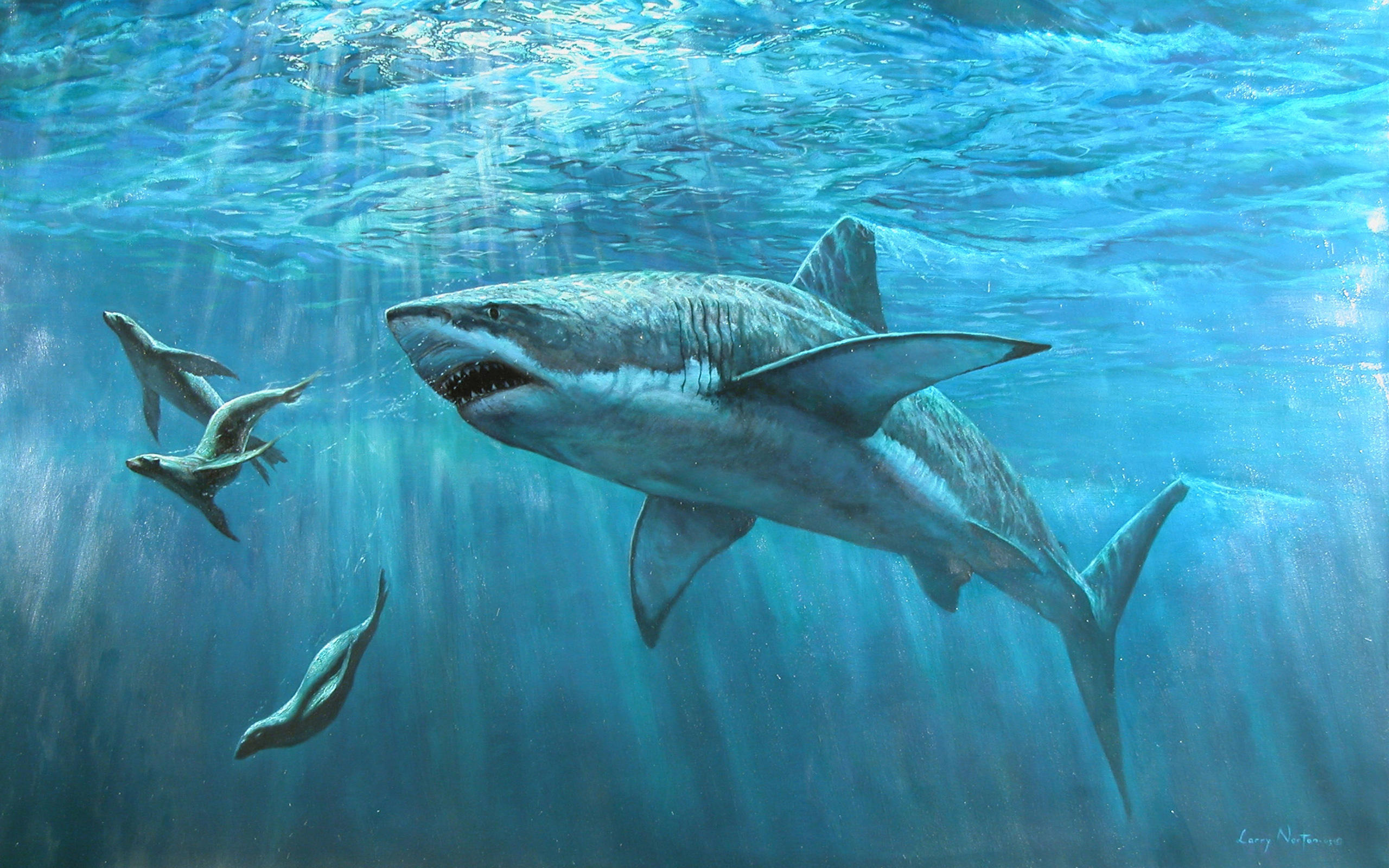 244888 скачать обои море, акулы, животные, вода, океан, акула - заставки и картинки бесплатно