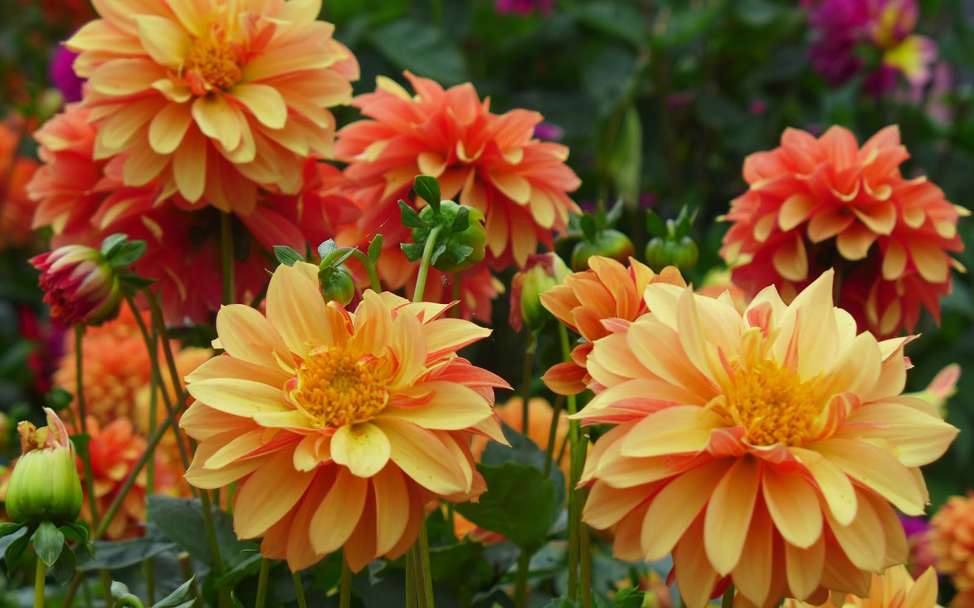 Free download wallpaper Nature, Flowers, Flower, Earth, Dahlia, Orange Flower on your PC desktop