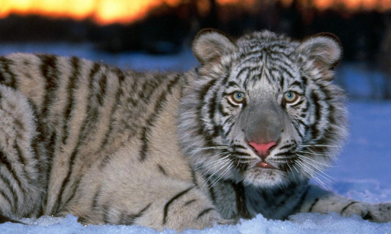 Скачати мобільні шпалери Сніг, Тигр, Тварина, Білий Тигр безкоштовно.