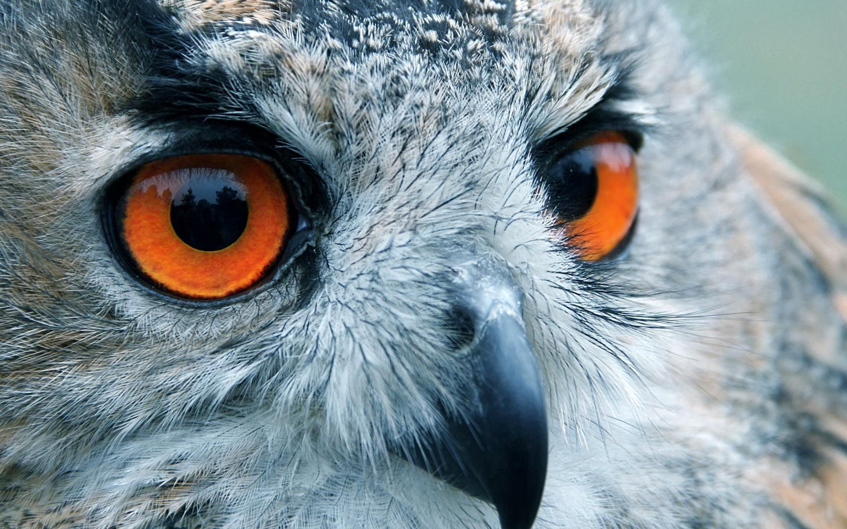Download mobile wallpaper Opinion, Reflection, Sight, Head, Animals, Bird, Eyes, Owl for free.