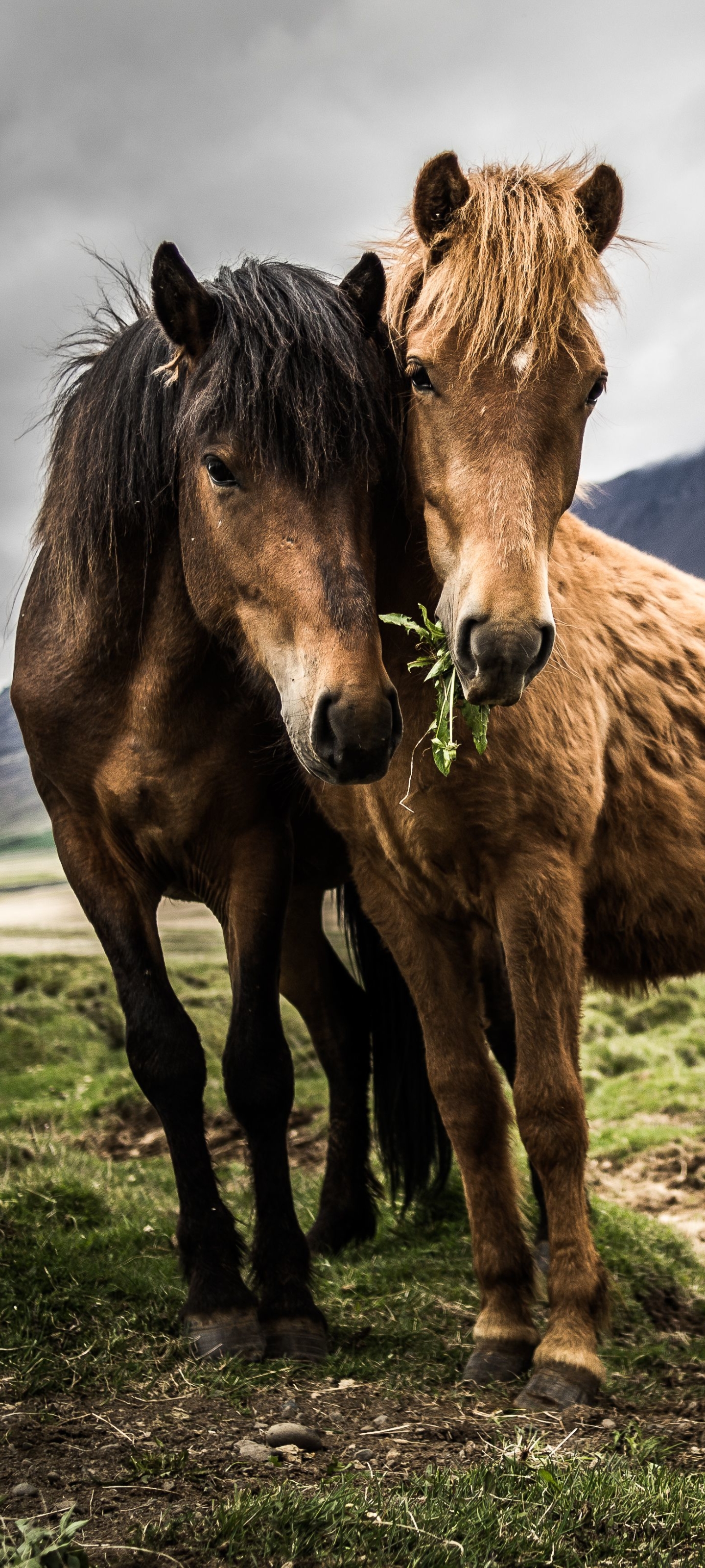 Baixar papel de parede para celular de Animais, Cavalo gratuito.