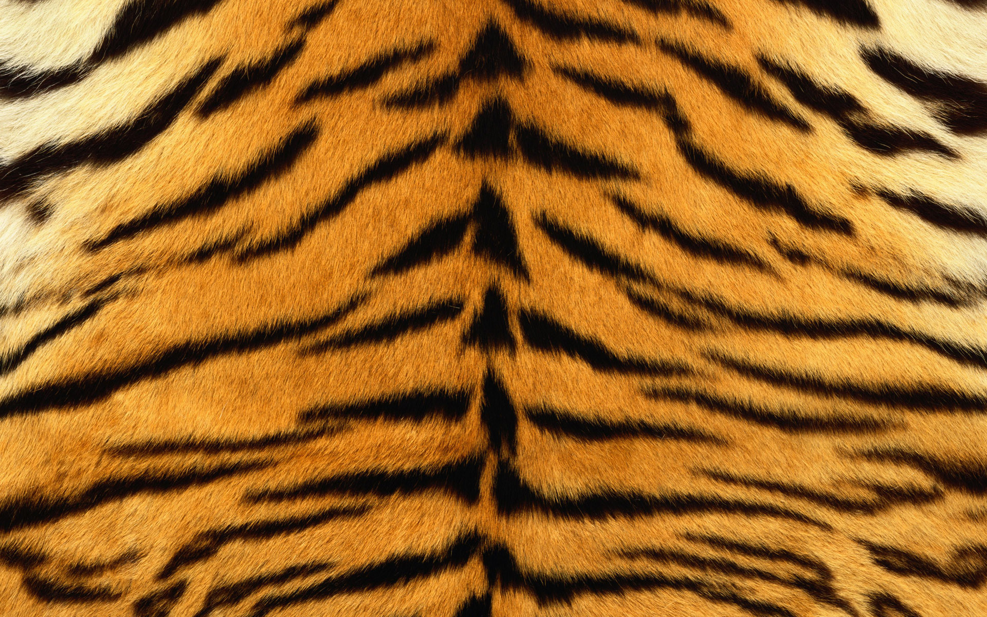 307105 Fondos de pantalla e Impresión De Tigre imágenes en el escritorio. Descarga protectores de pantalla  en tu PC gratis