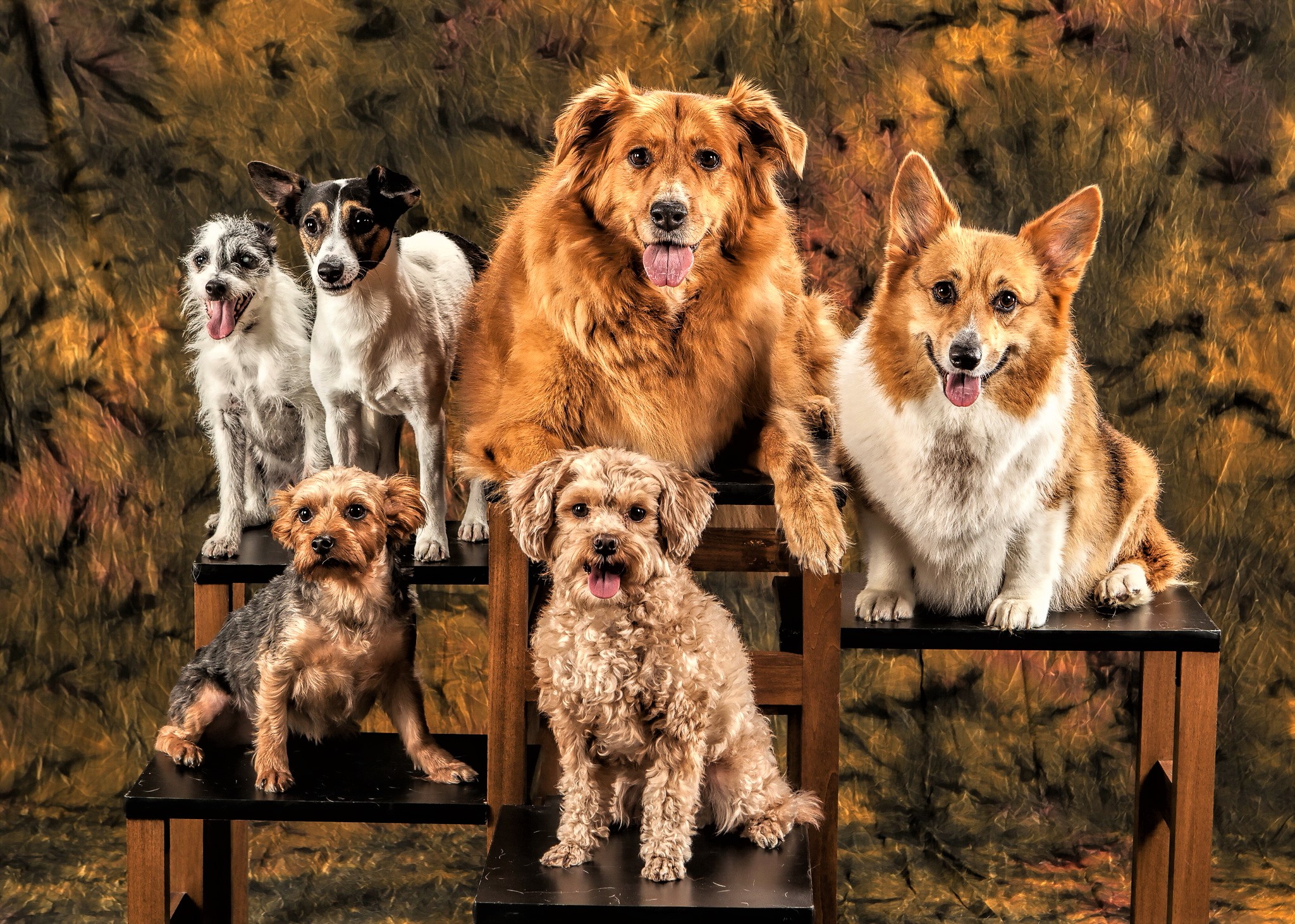 Free download wallpaper Dogs, Dog, Animal, Cute on your PC desktop