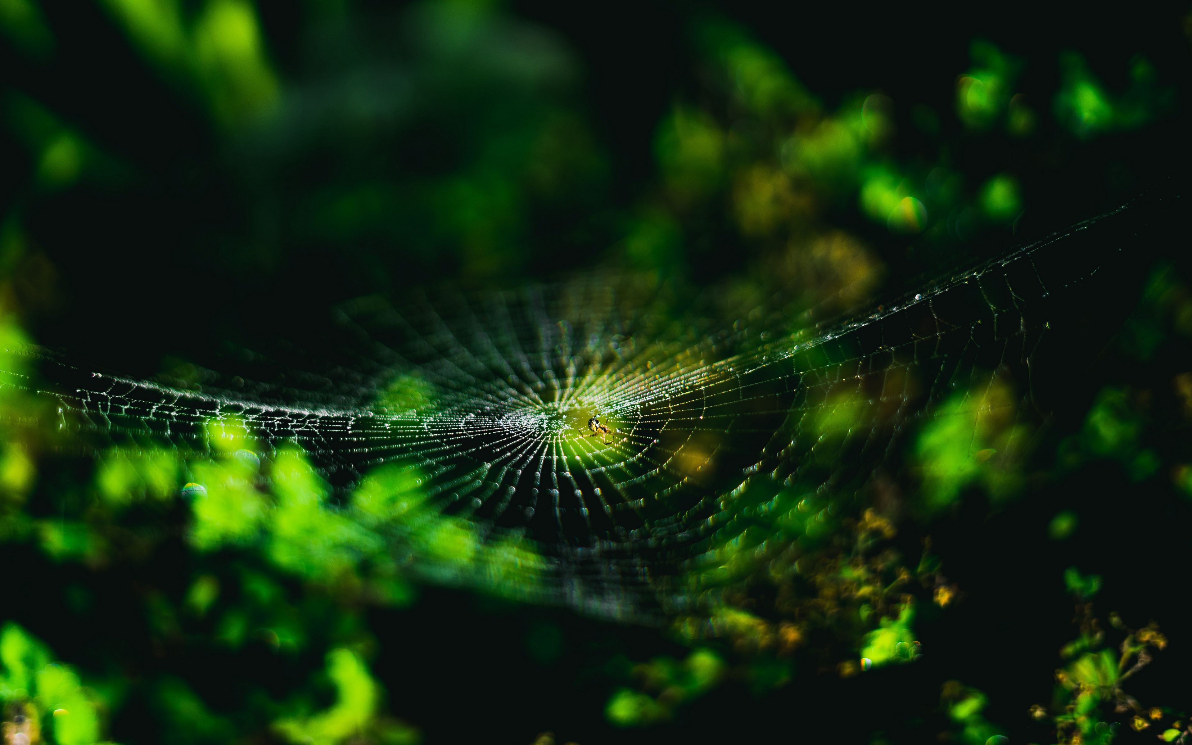 Free download wallpaper Nature, Spiders, Macro, Animal, Spider, Spider Web on your PC desktop