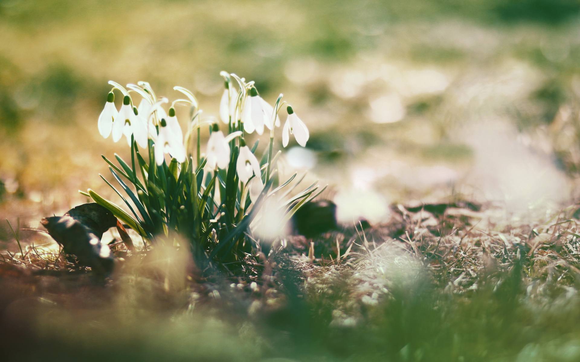 Download mobile wallpaper Earth, Snowdrop for free.