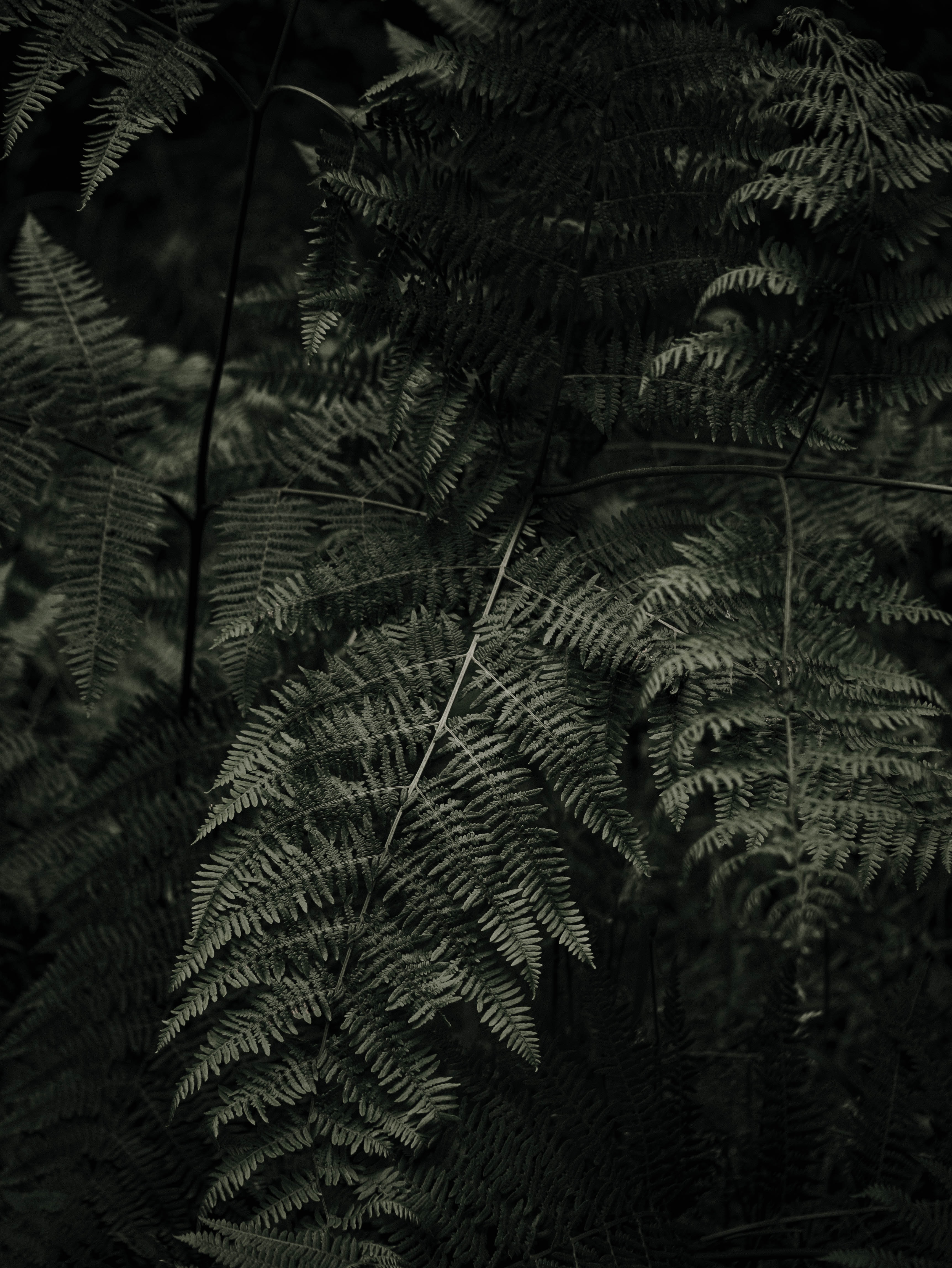 fern, green, plant, macro Smartphone Background
