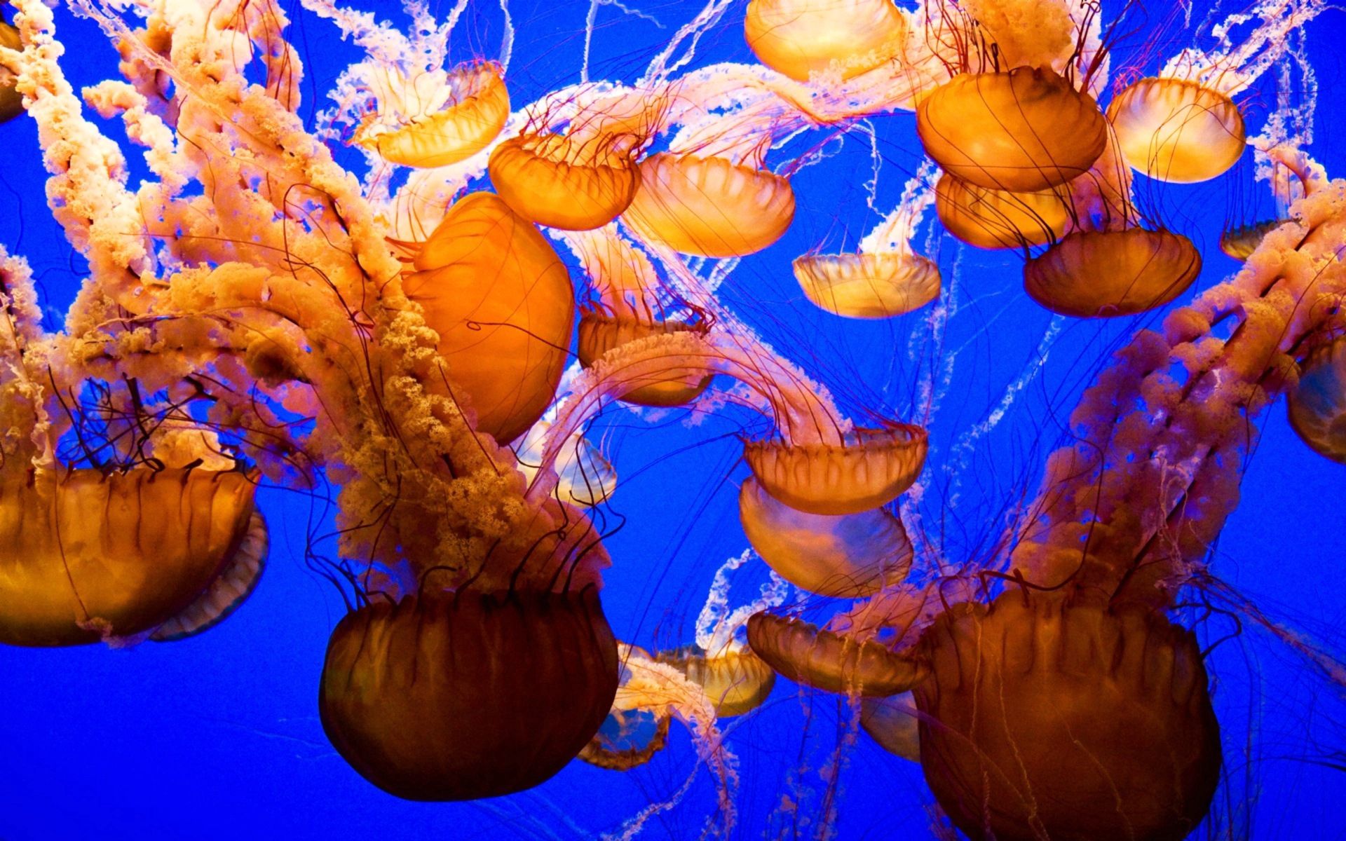 Free download wallpaper Animals, Jellyfish, Sea, Underwater World, Ocean on your PC desktop