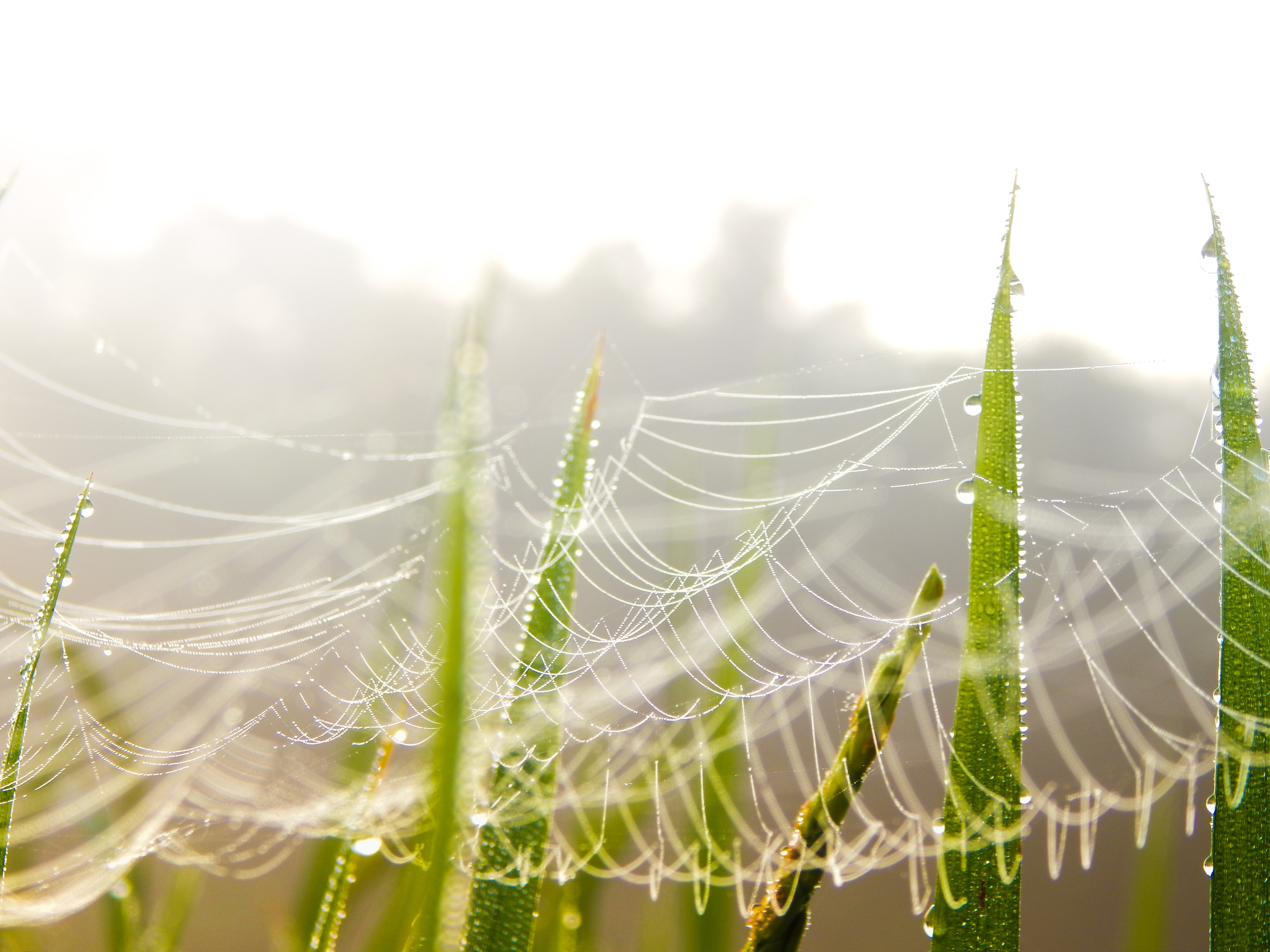 Download mobile wallpaper Grass, Macro, Photography, Spider Web for free.