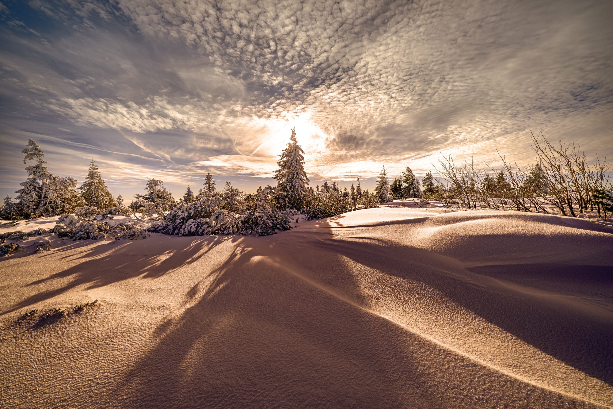 Download mobile wallpaper Winter, Nature, Snow, Dawn, Earth, Spruce for free.