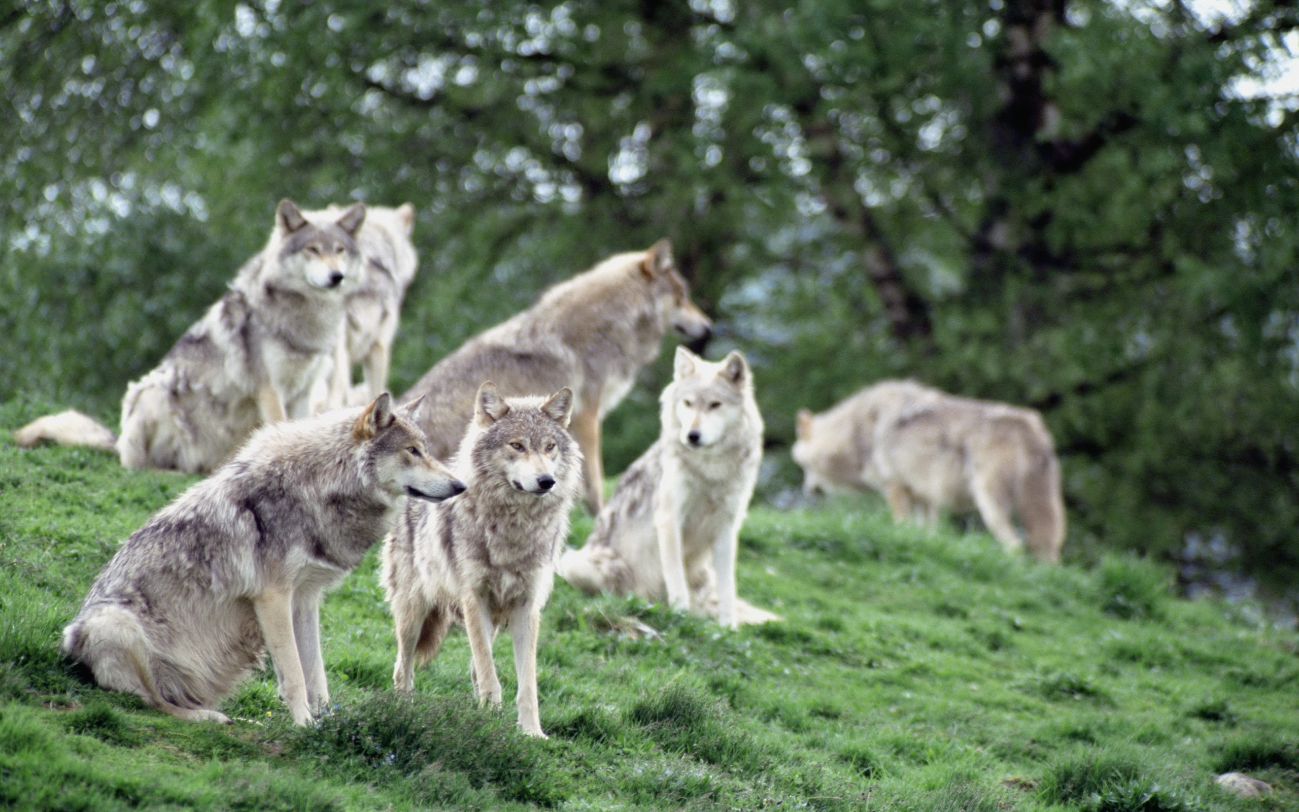 Descarga gratuita de fondo de pantalla para móvil de Animales, Lobo.