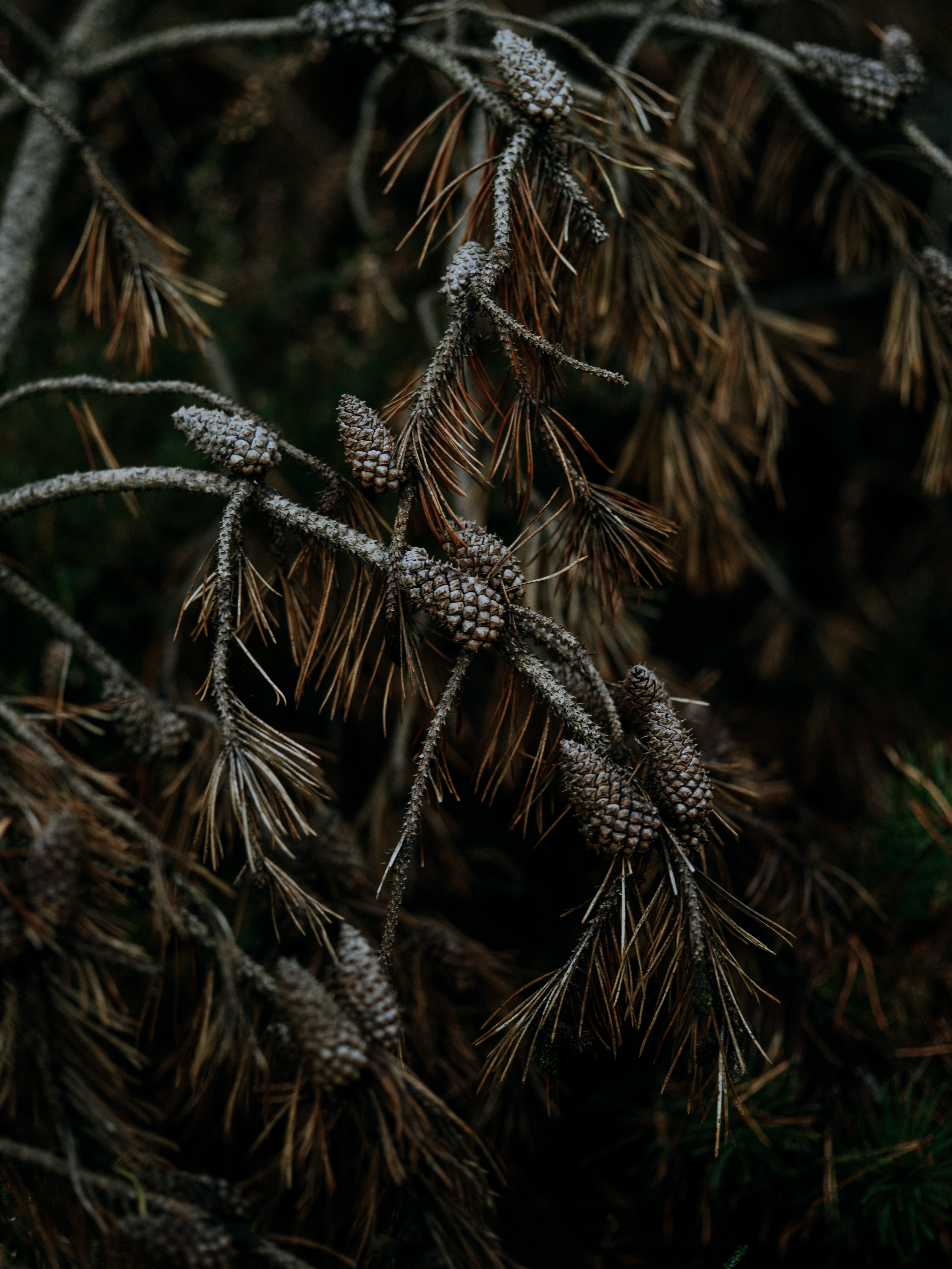 nature, cones, pine, wood, tree, branches, needles