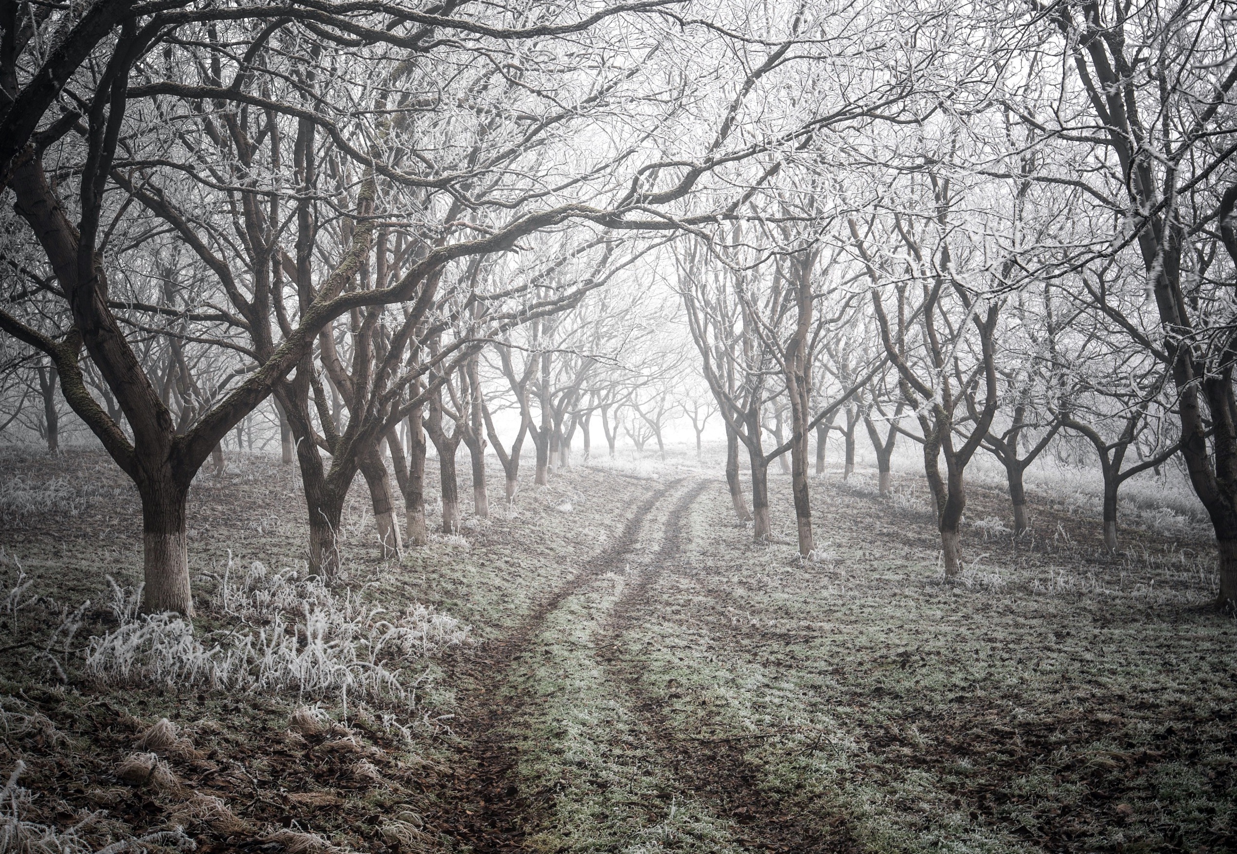 Baixe gratuitamente a imagem Inverno, Natureza, Caminho, Árvore, Terra/natureza, Neblina na área de trabalho do seu PC