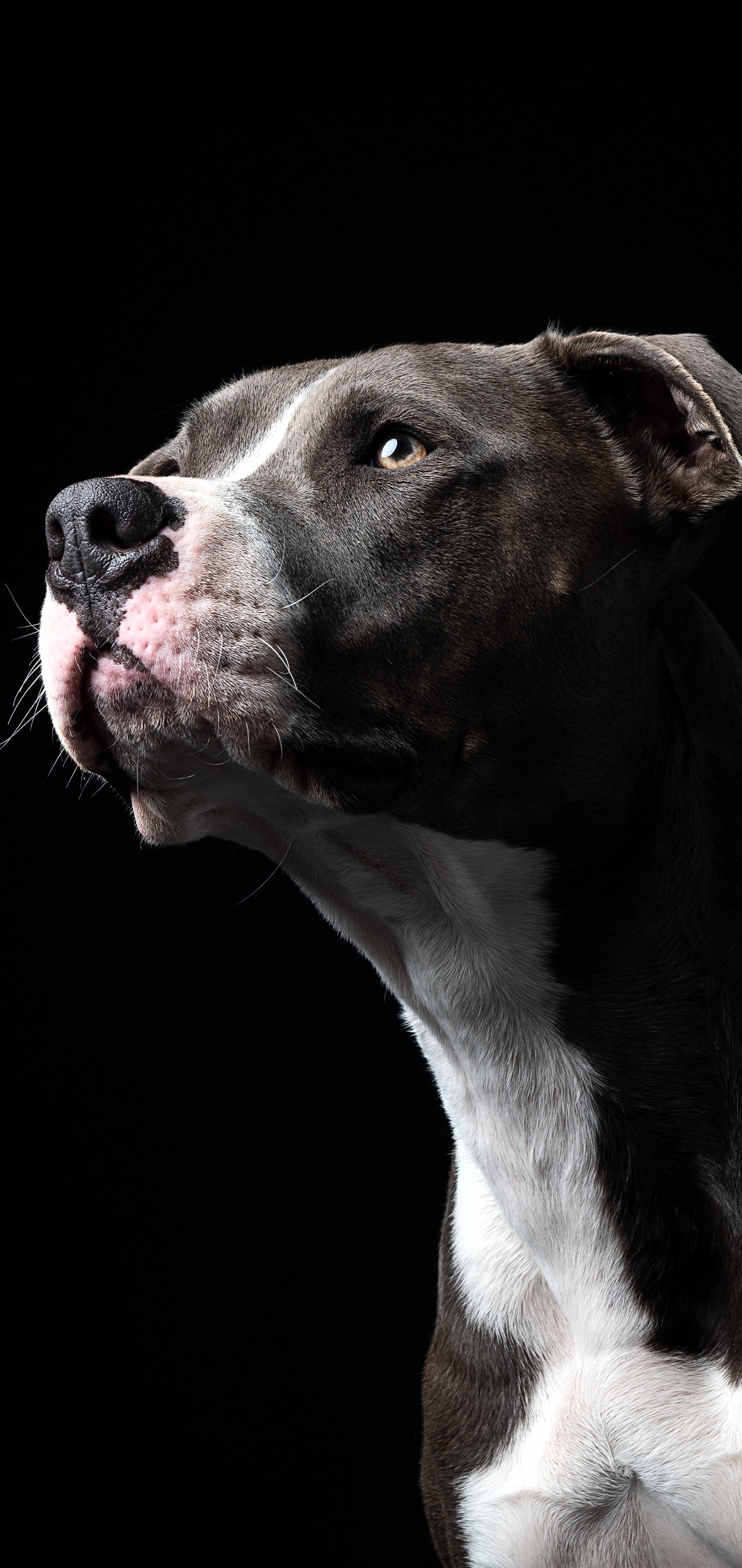 1175009 Hintergrundbilder und Staffordshire Bull Terrier Bilder auf dem Desktop. Laden Sie  Bildschirmschoner kostenlos auf den PC herunter