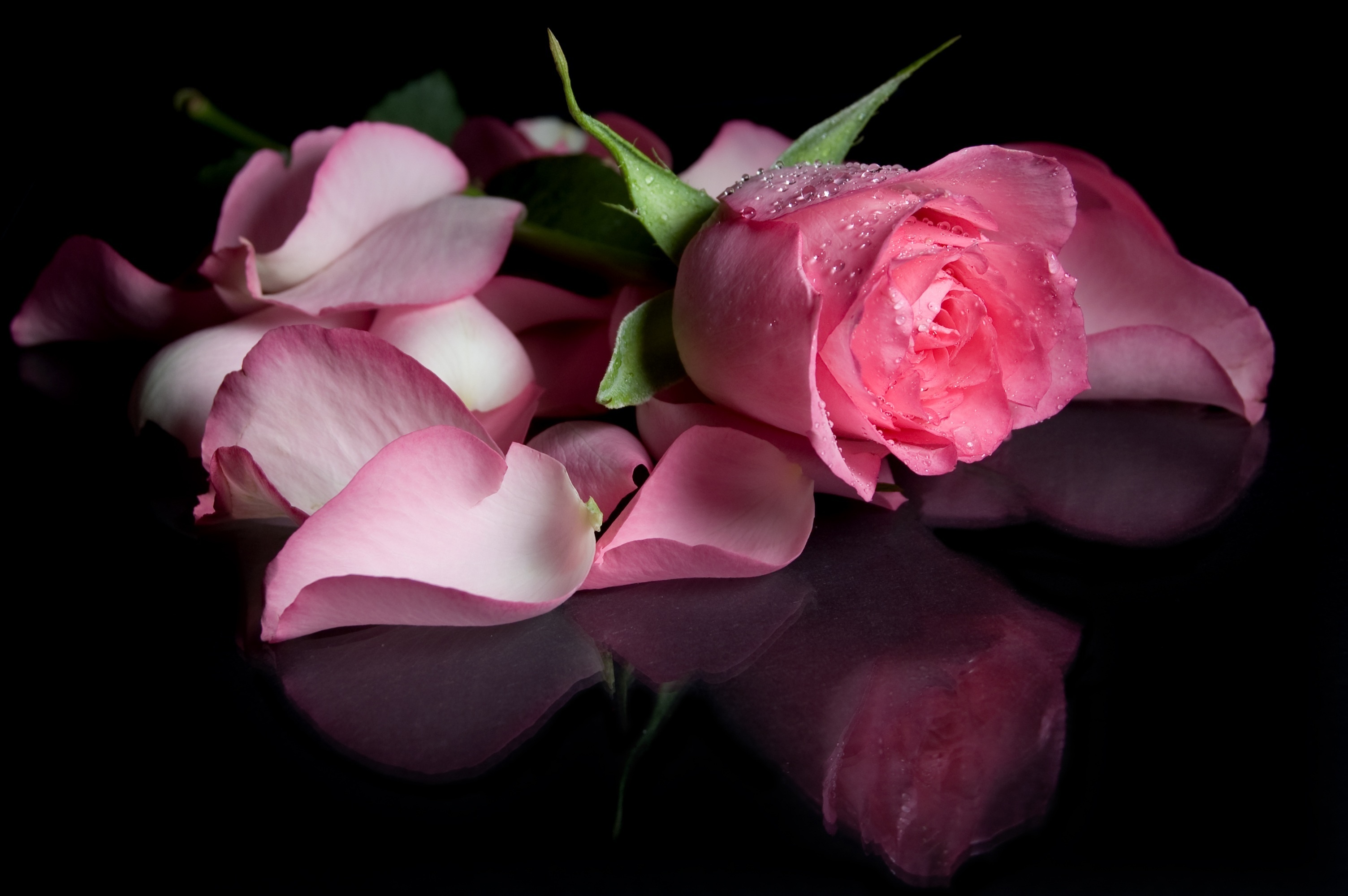 無料モバイル壁紙フラワーズ, 反射, 花, 薔薇, 閉じる, 地球, 花弁, ピンクの花をダウンロードします。