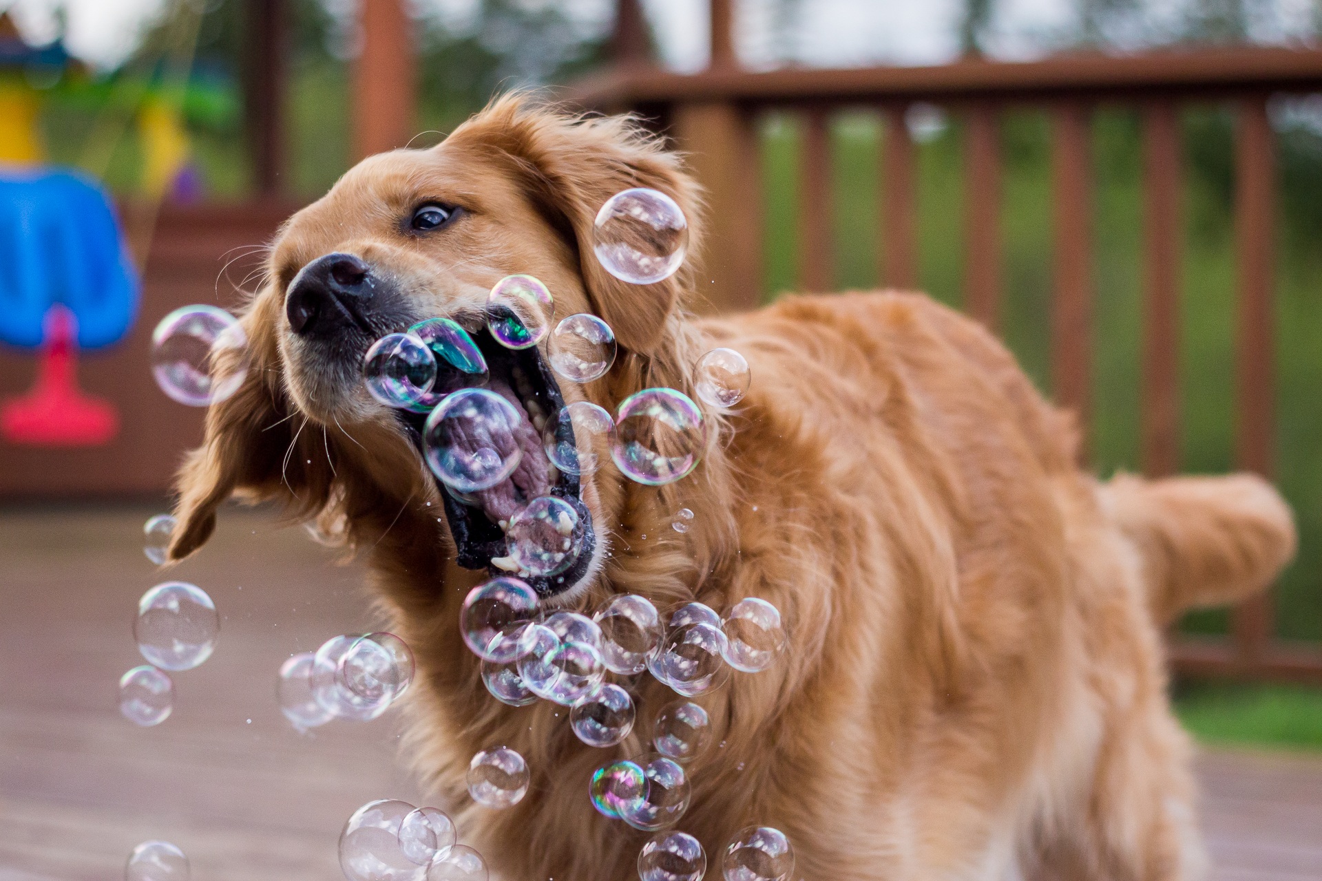 Download mobile wallpaper Funny, Dogs, Dog, Close Up, Animal, Golden Retriever, Bubble for free.