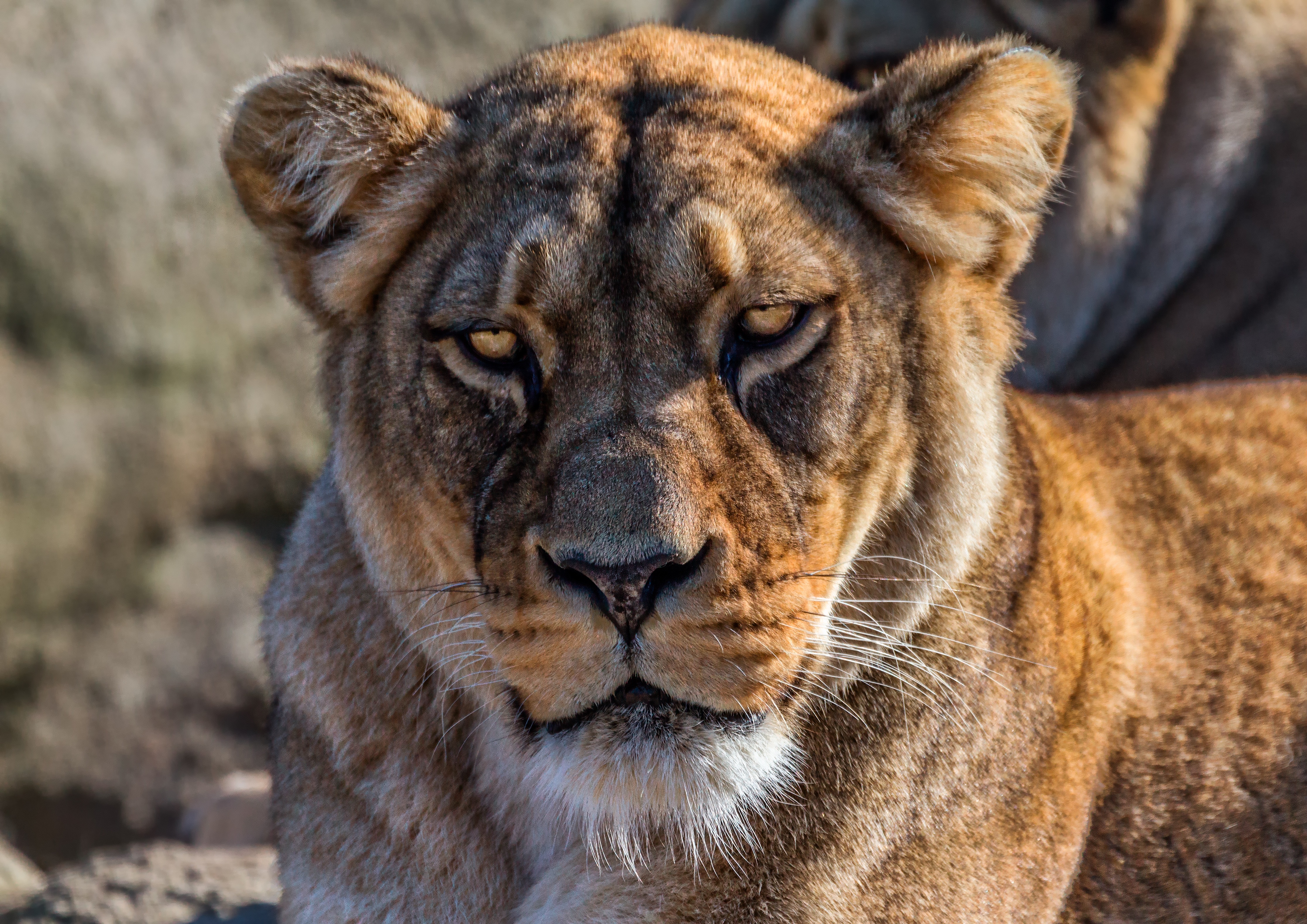 Téléchargez gratuitement l'image Animaux, Chats, Lion, Regard sur le bureau de votre PC