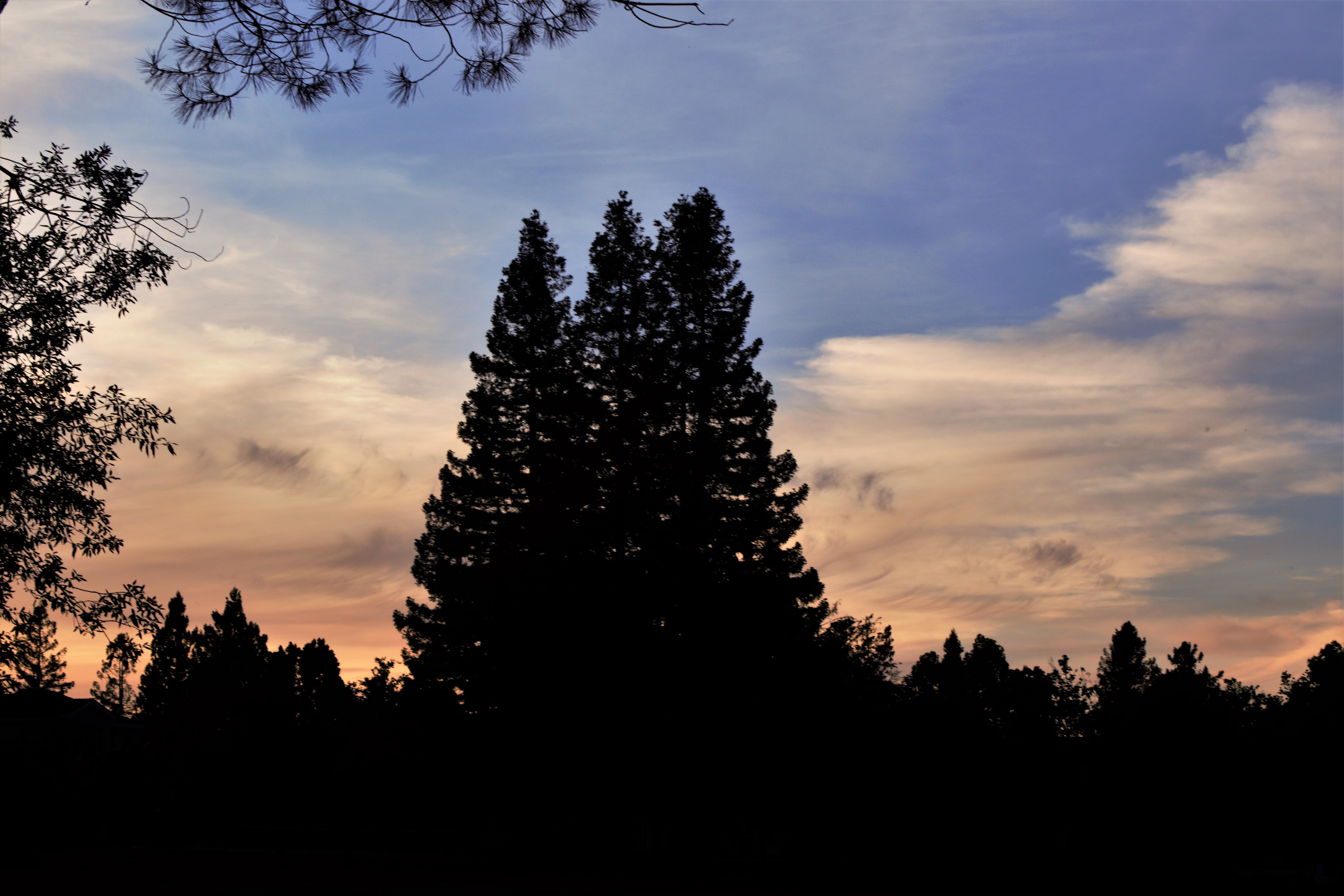 Download mobile wallpaper Sky, Trees, Dark for free.