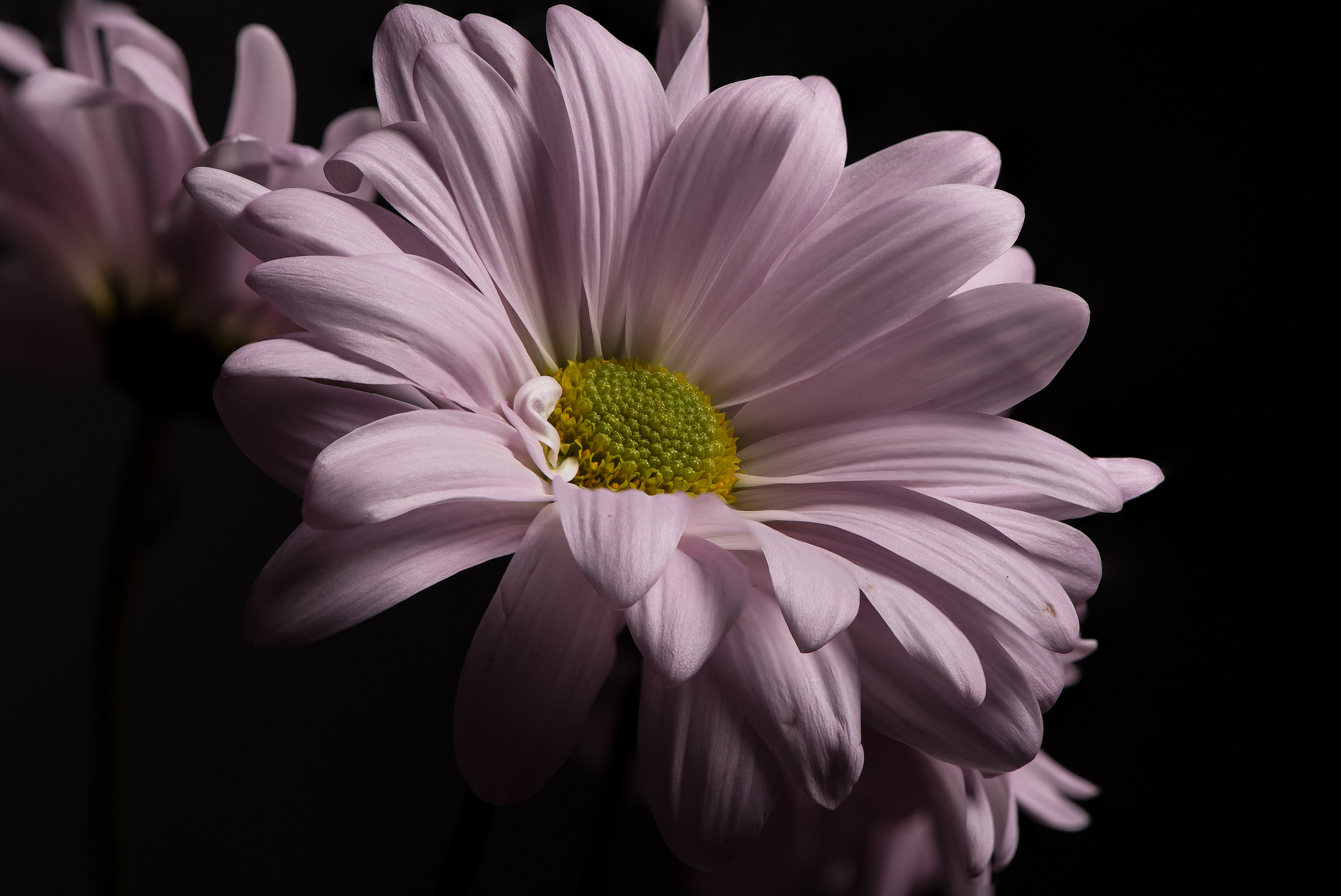Download mobile wallpaper Flowers, Flower, Close Up, Earth, Daisy, Pink Flower for free.