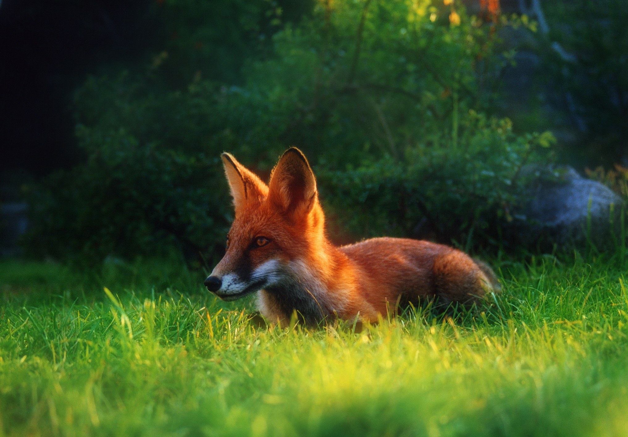 Laden Sie das Grass, Ausblenden, Ein Fuchs, Polyana, Tiere, Jagd, Glade, Fuchs-Bild kostenlos auf Ihren PC-Desktop herunter