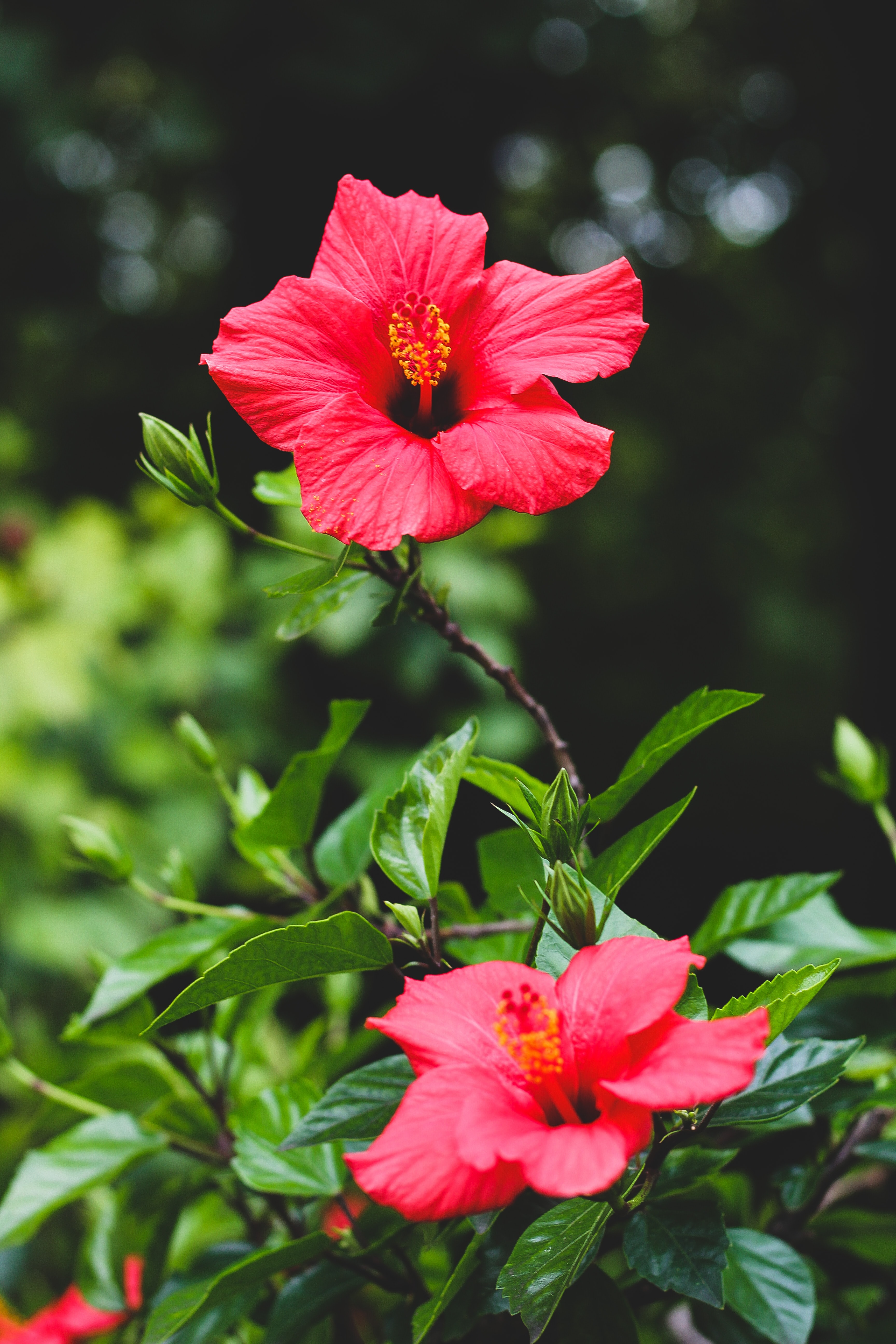 High Definition Hibiscus background