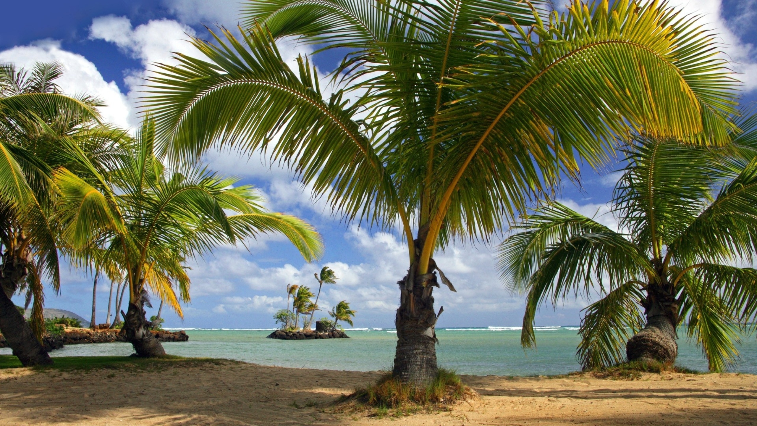 Скачать картинку Пляж, Океан, Пальма, Тропический, Земля/природа в телефон бесплатно.