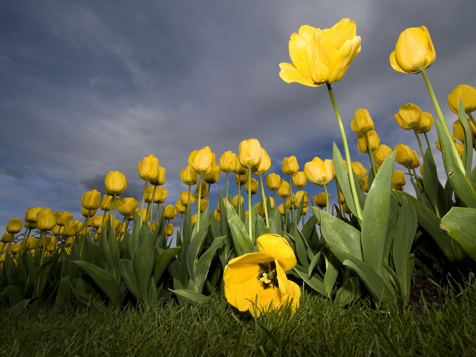 521511 descargar fondo de pantalla tierra/naturaleza, tulipán, flores: protectores de pantalla e imágenes gratis