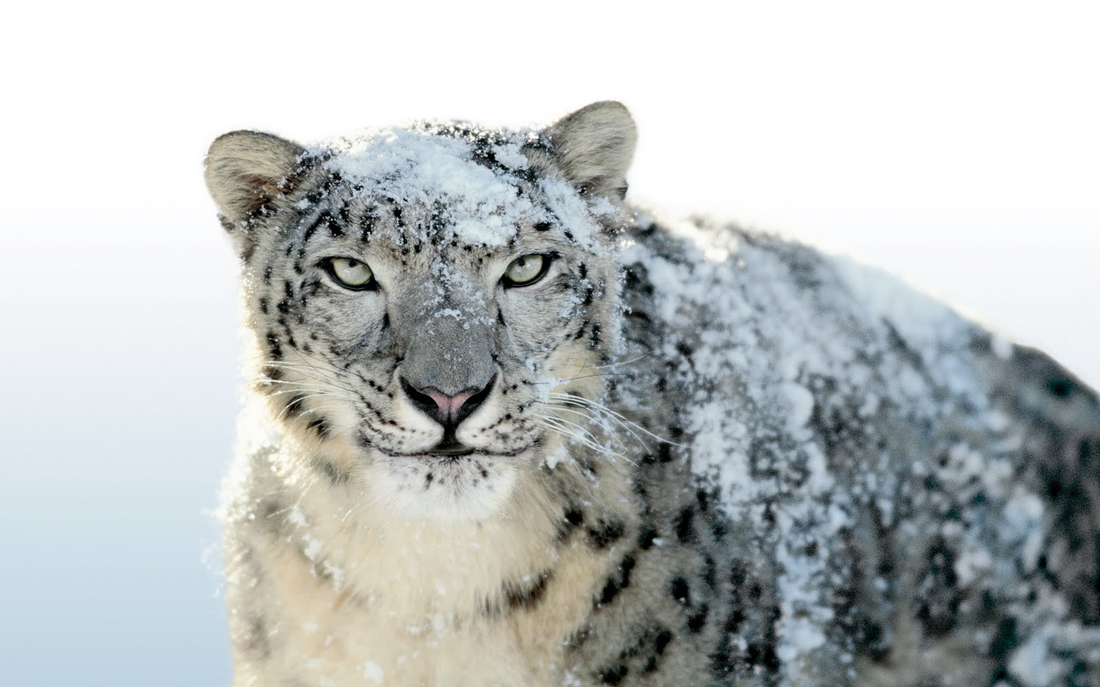 Скачати мобільні шпалери Тварина, Сніговий Леопард безкоштовно.