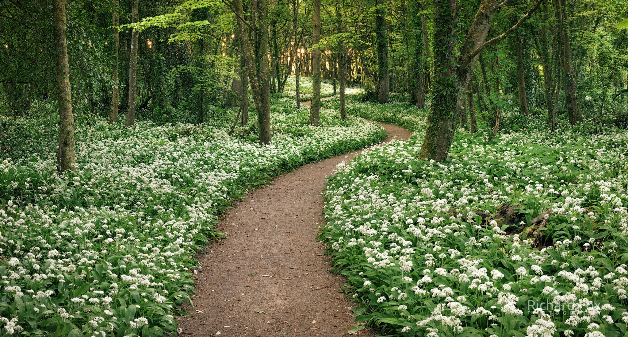Download mobile wallpaper Flower, Forest, Path, Spring, White Flower, Man Made, Greenery, Dirt Road for free.