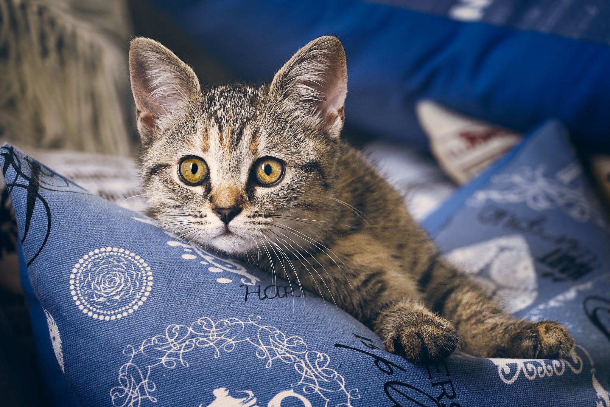 Baixe gratuitamente a imagem Animais, Gatos, Gato, Olhar Fixamente na área de trabalho do seu PC