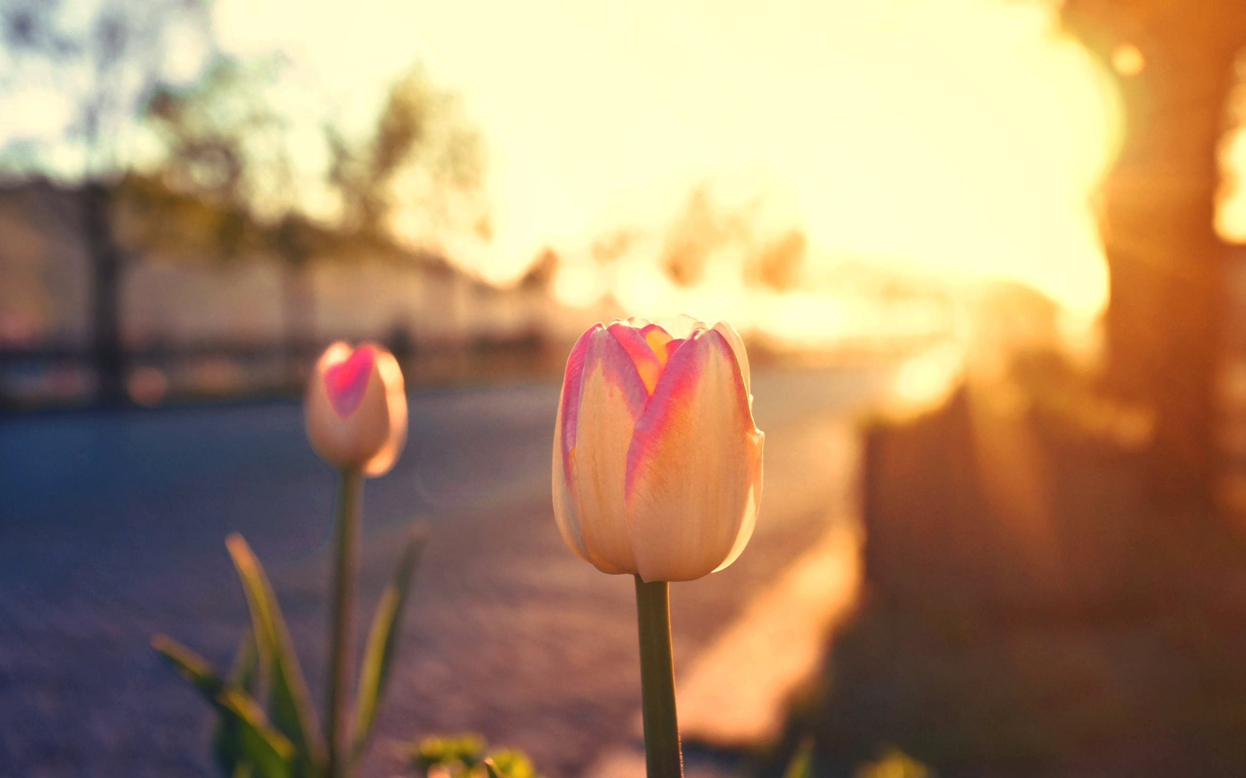 Descarga gratuita de fondo de pantalla para móvil de Tulipán, Flores, Tierra/naturaleza.