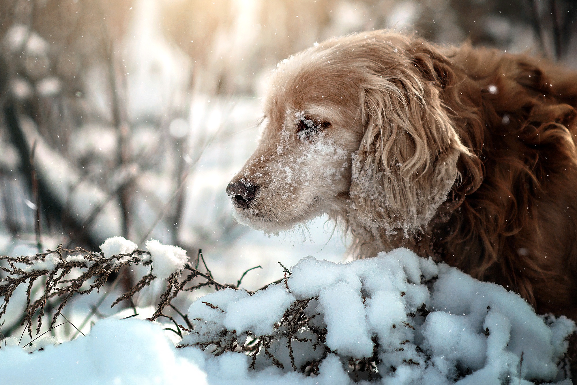 Download mobile wallpaper Winter, Dogs, Snow, Dog, Animal, Cocker Spaniel for free.