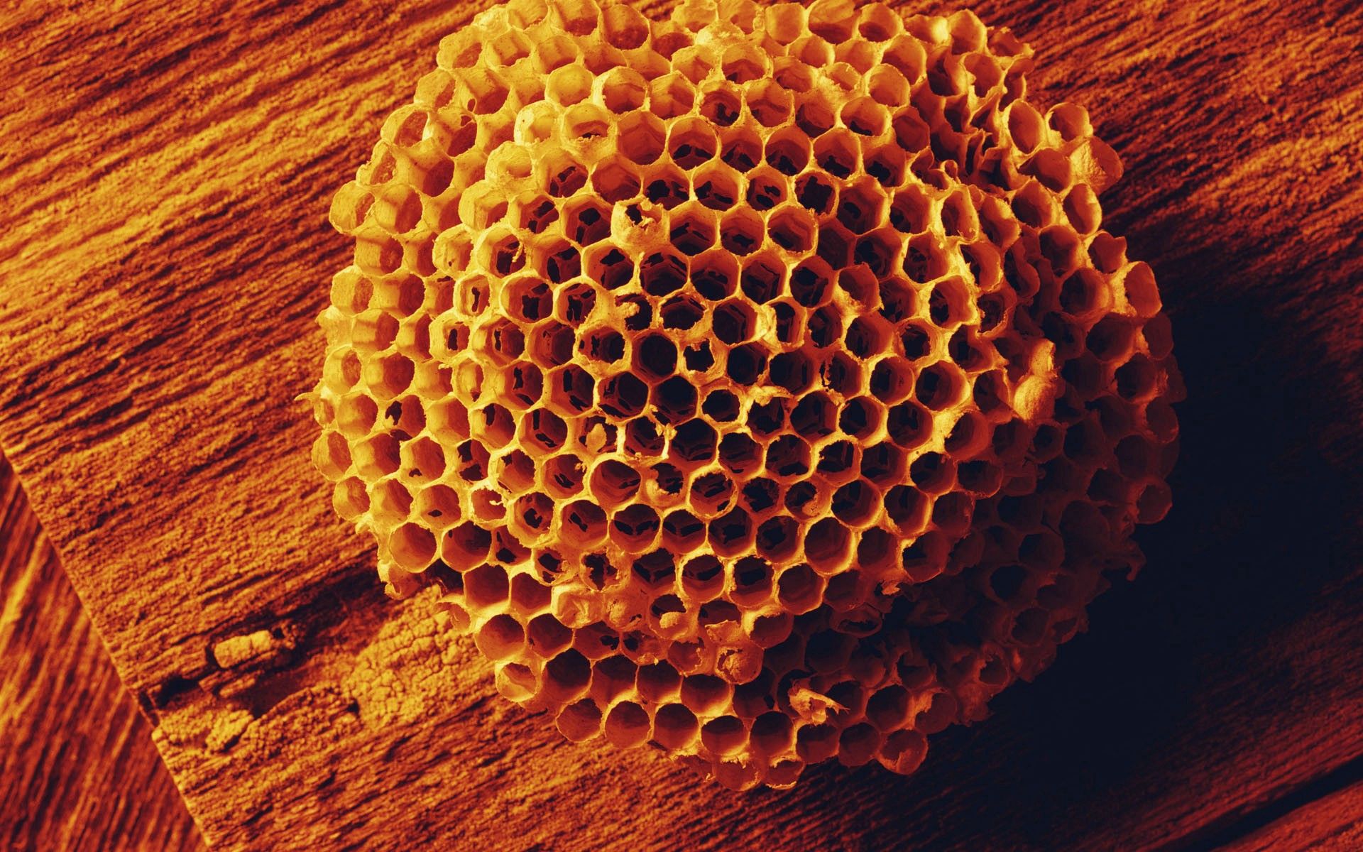 bees, miscellanea, miscellaneous, surface, form, honey, honeycomb
