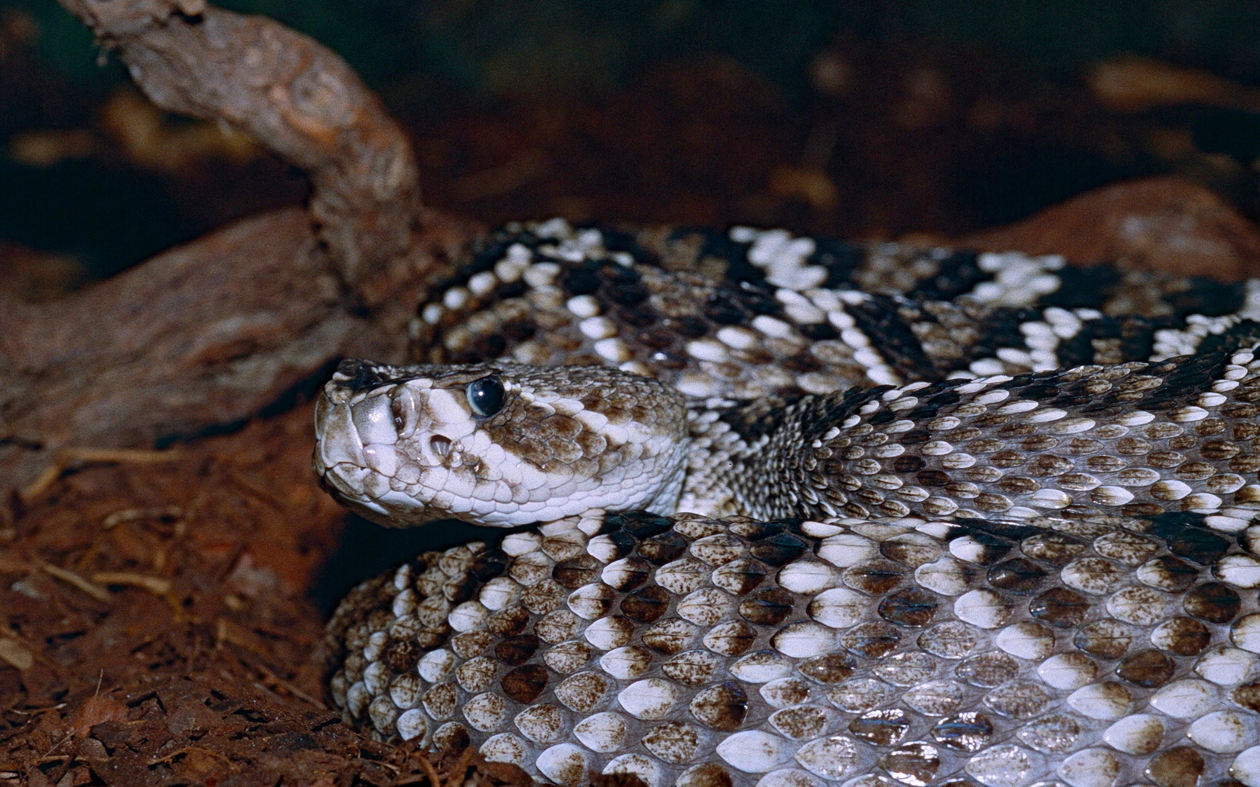 animal, eastern diamondback rattlesnake, reptiles