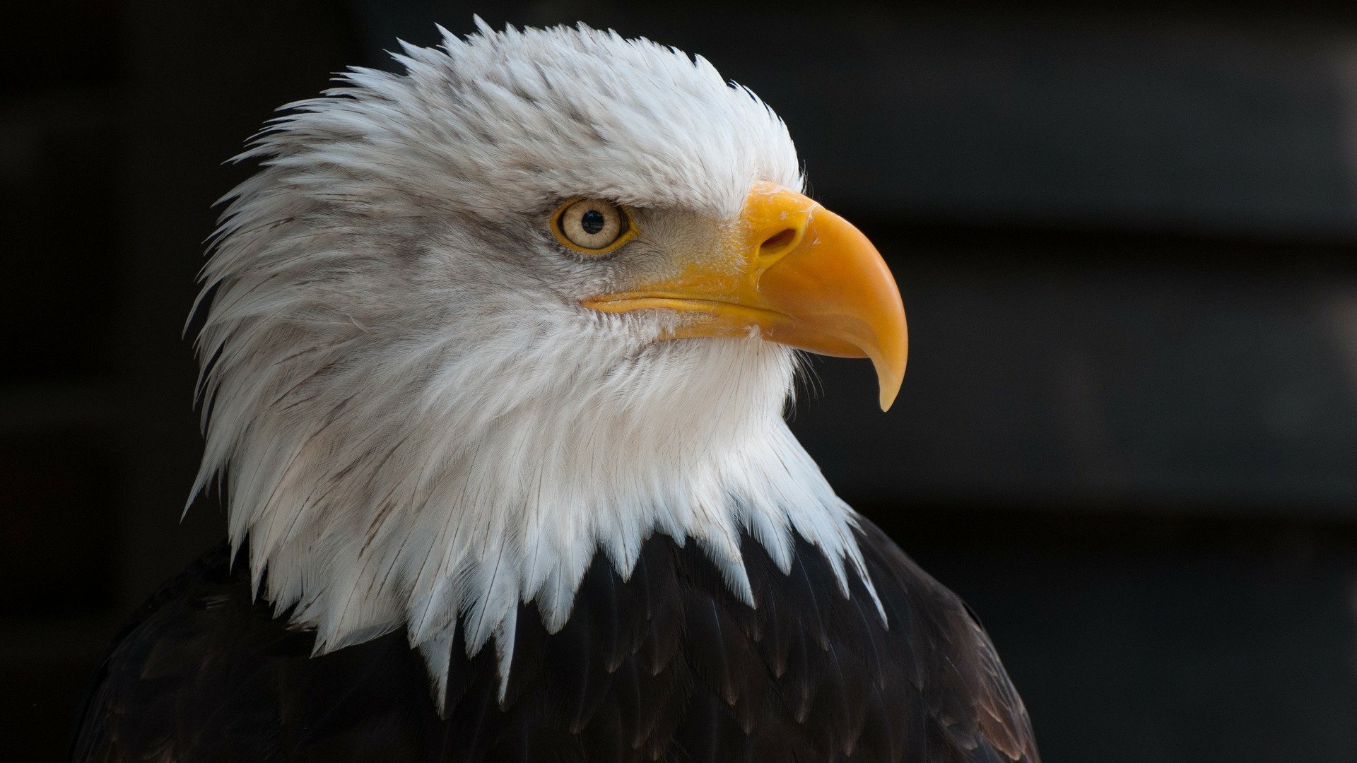 Free download wallpaper Birds, Bird, Animal, Eagle, Bald Eagle on your PC desktop
